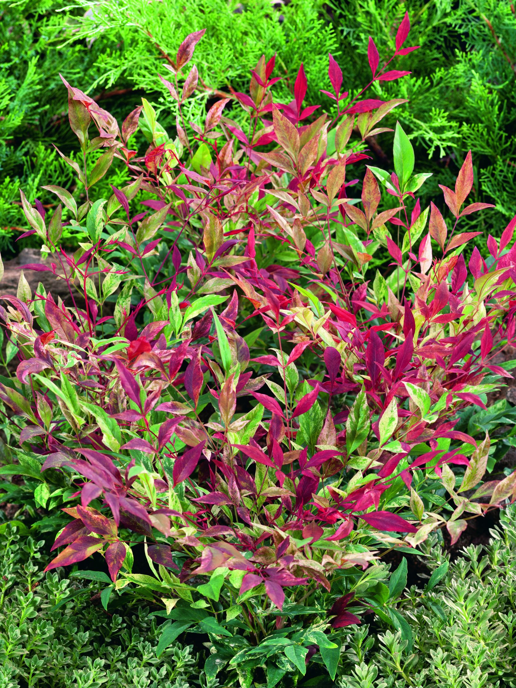 nadreli Nandina Red Light Garden a92c5e41