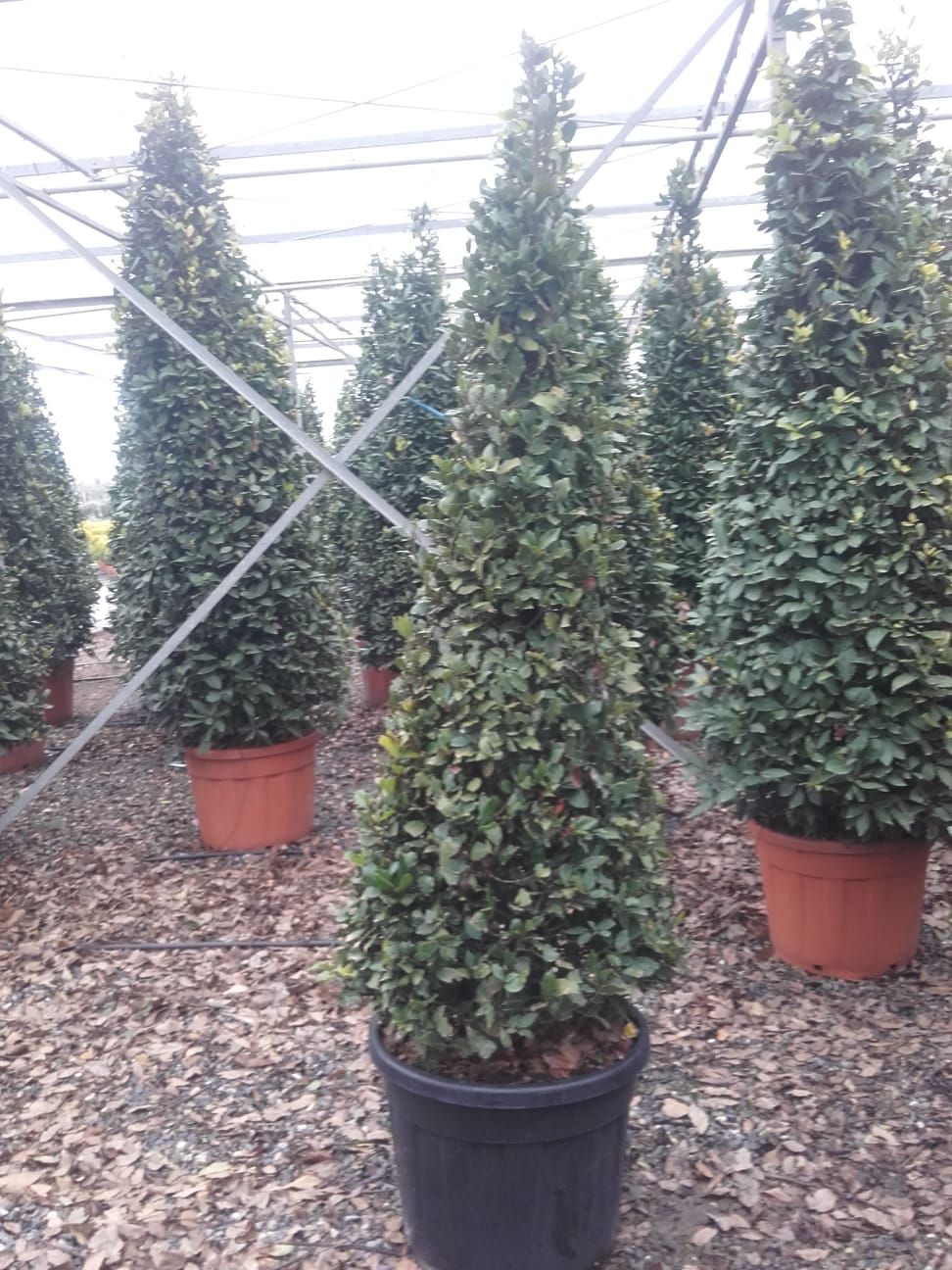 1610883909 Laurus n cone 150 175 aa42e86b