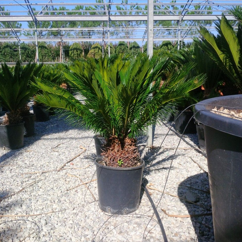 1611216148 Cycas Revoluta c18 tronc 20cm aa7fabc0