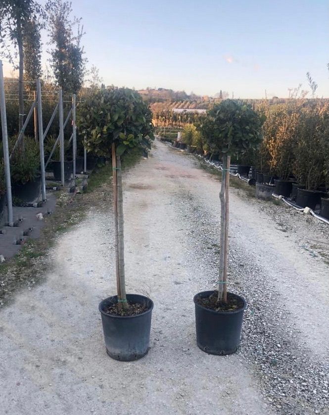 1616581479 01716a2003a8a27cda95f6ca29ddfaedfd471cc552 aaeaacc7