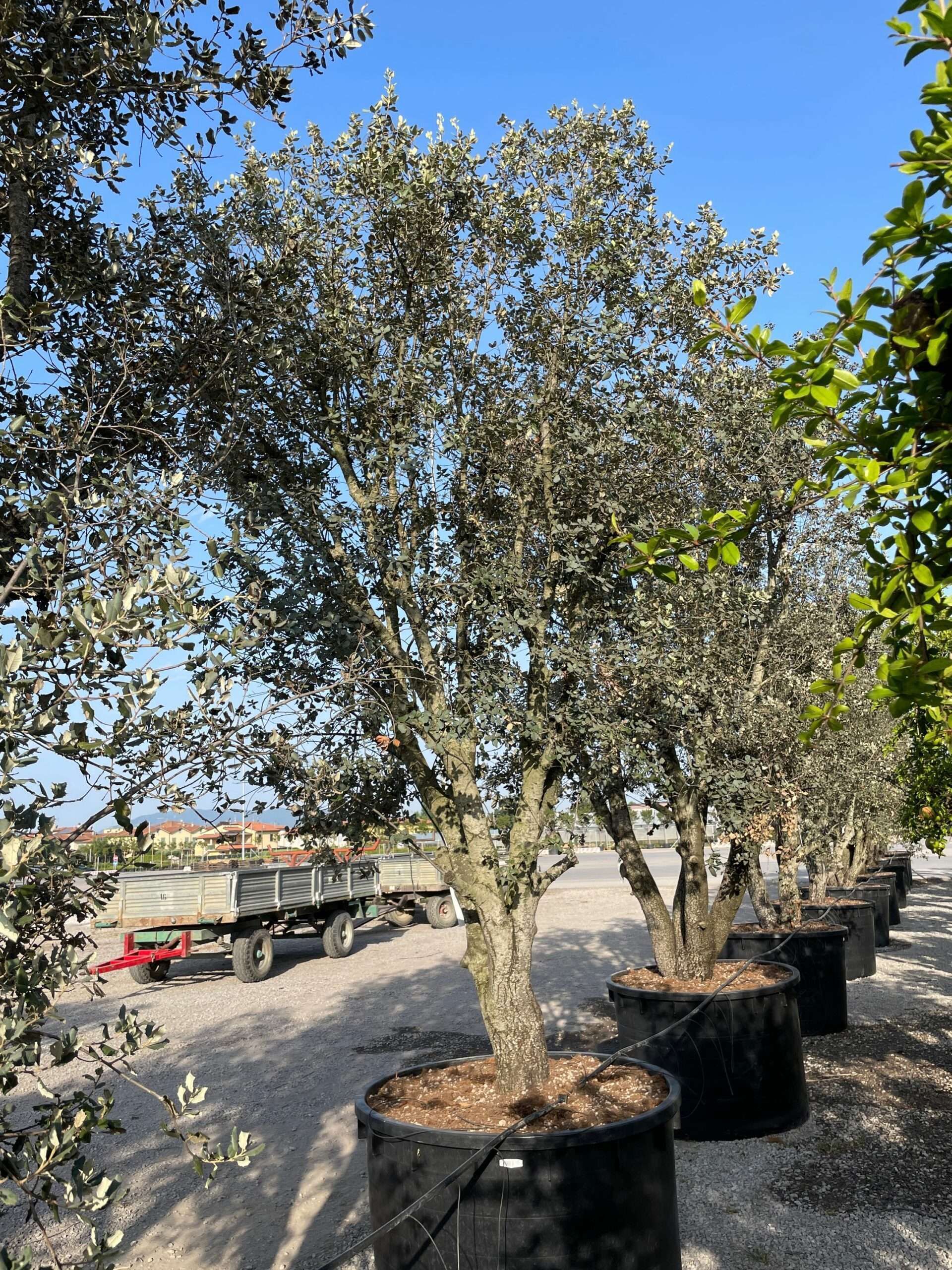 1689919473 scaled aaa6da69