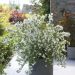 Philadelphus Petite Perfume White 15 scaled aa655f91
