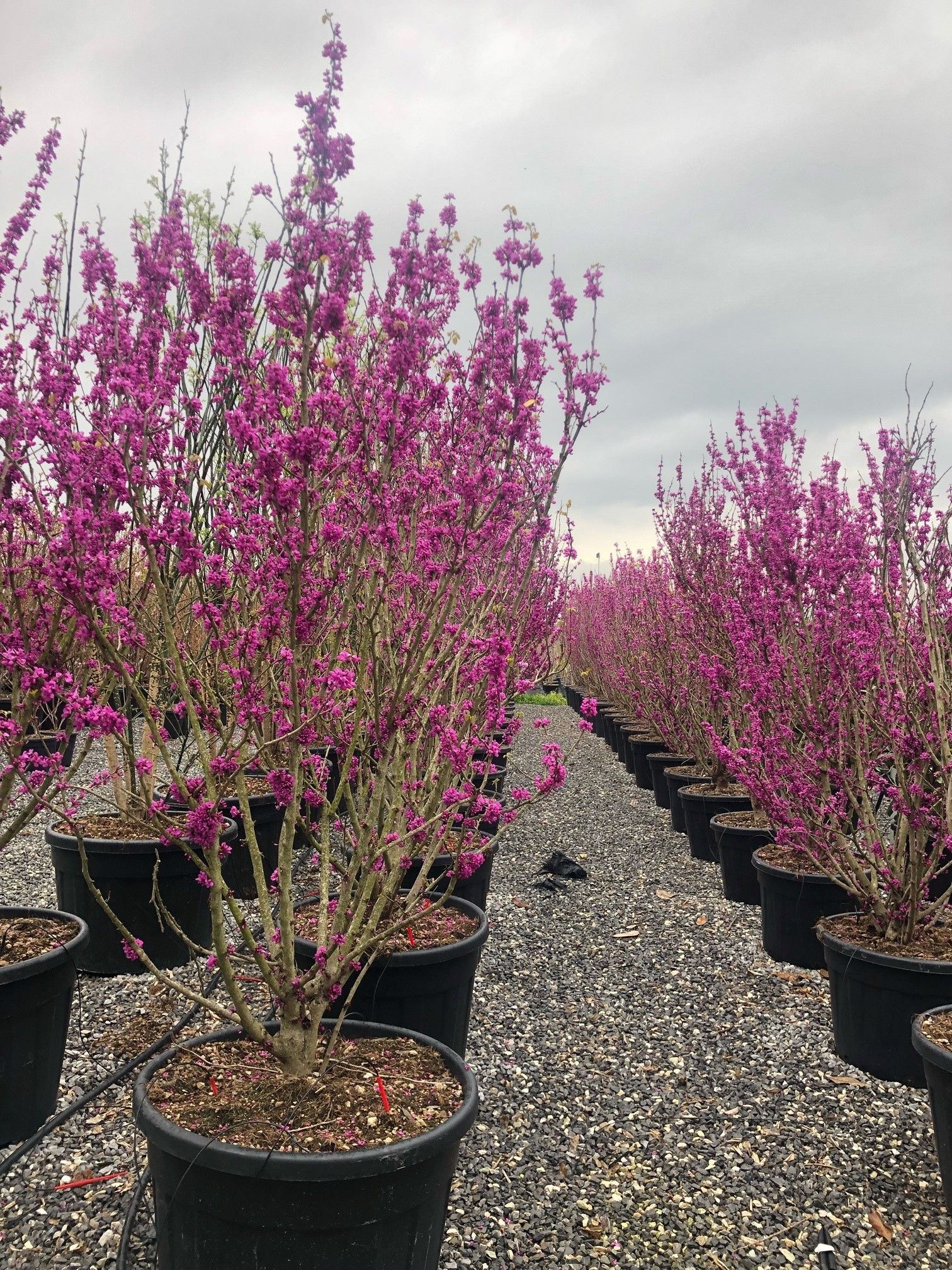 1680852863 cercis siliquastrum abda3c14