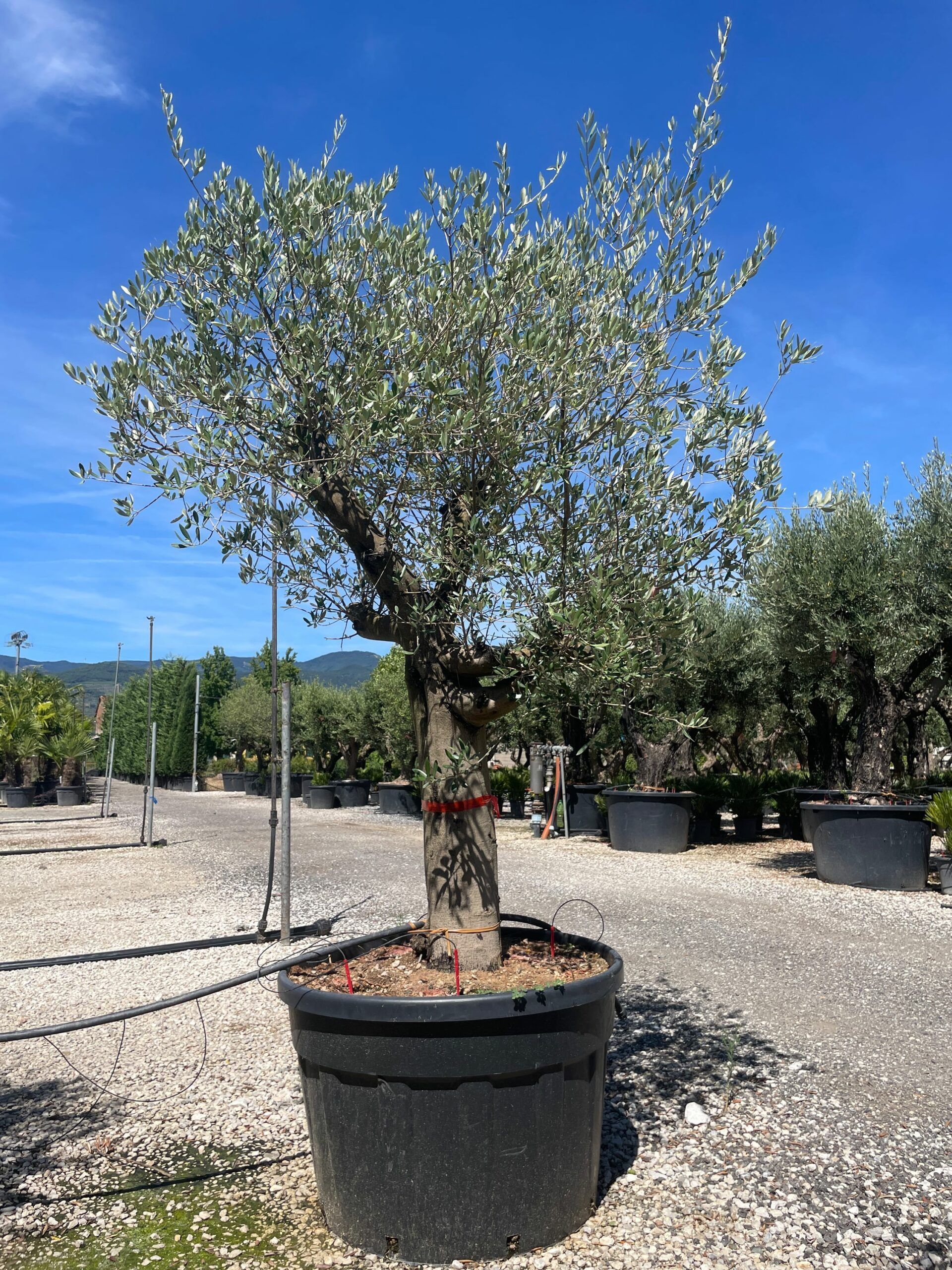 1691499411 scaled abd813ab