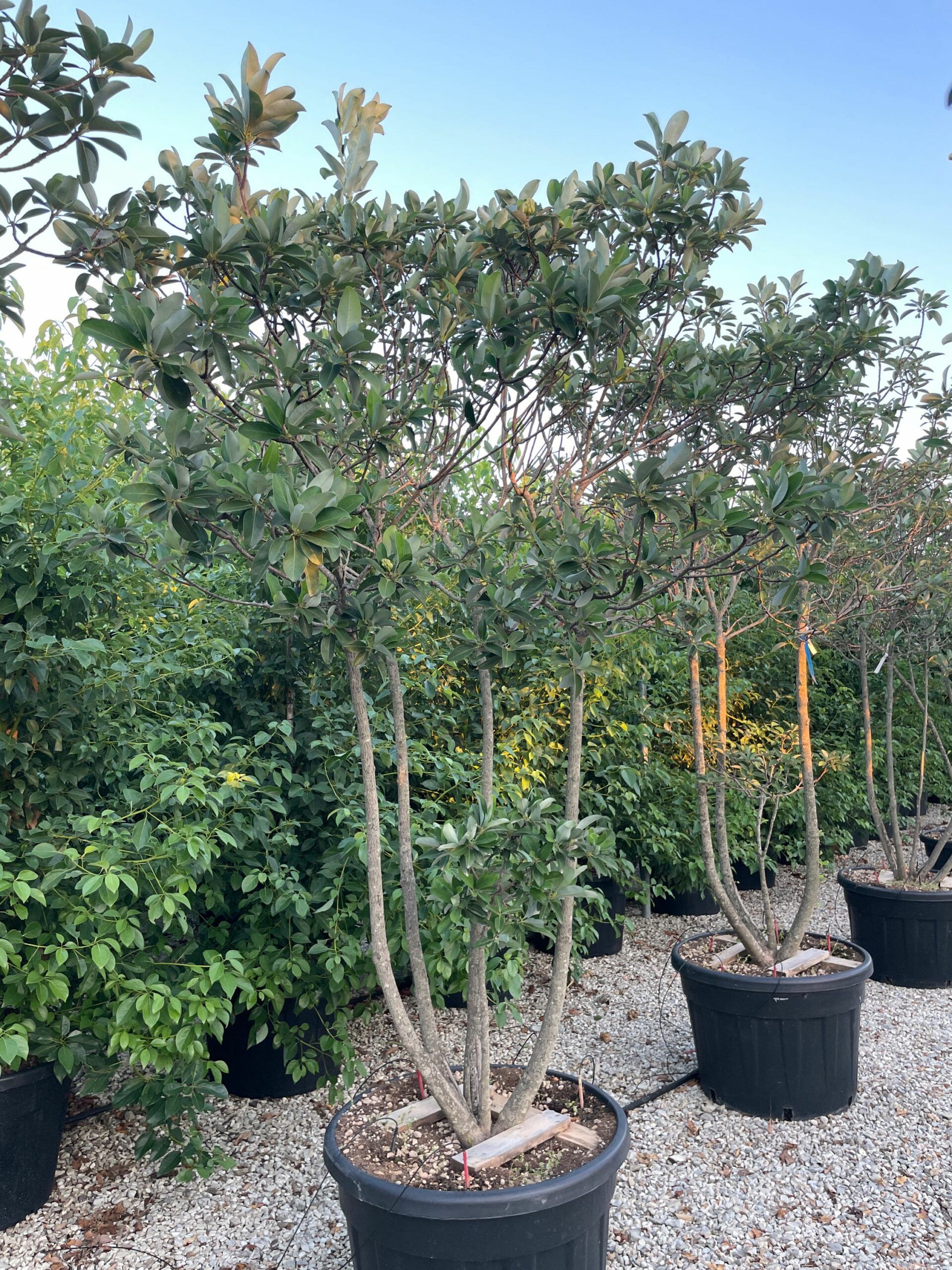 1692726390 scaled ab538021