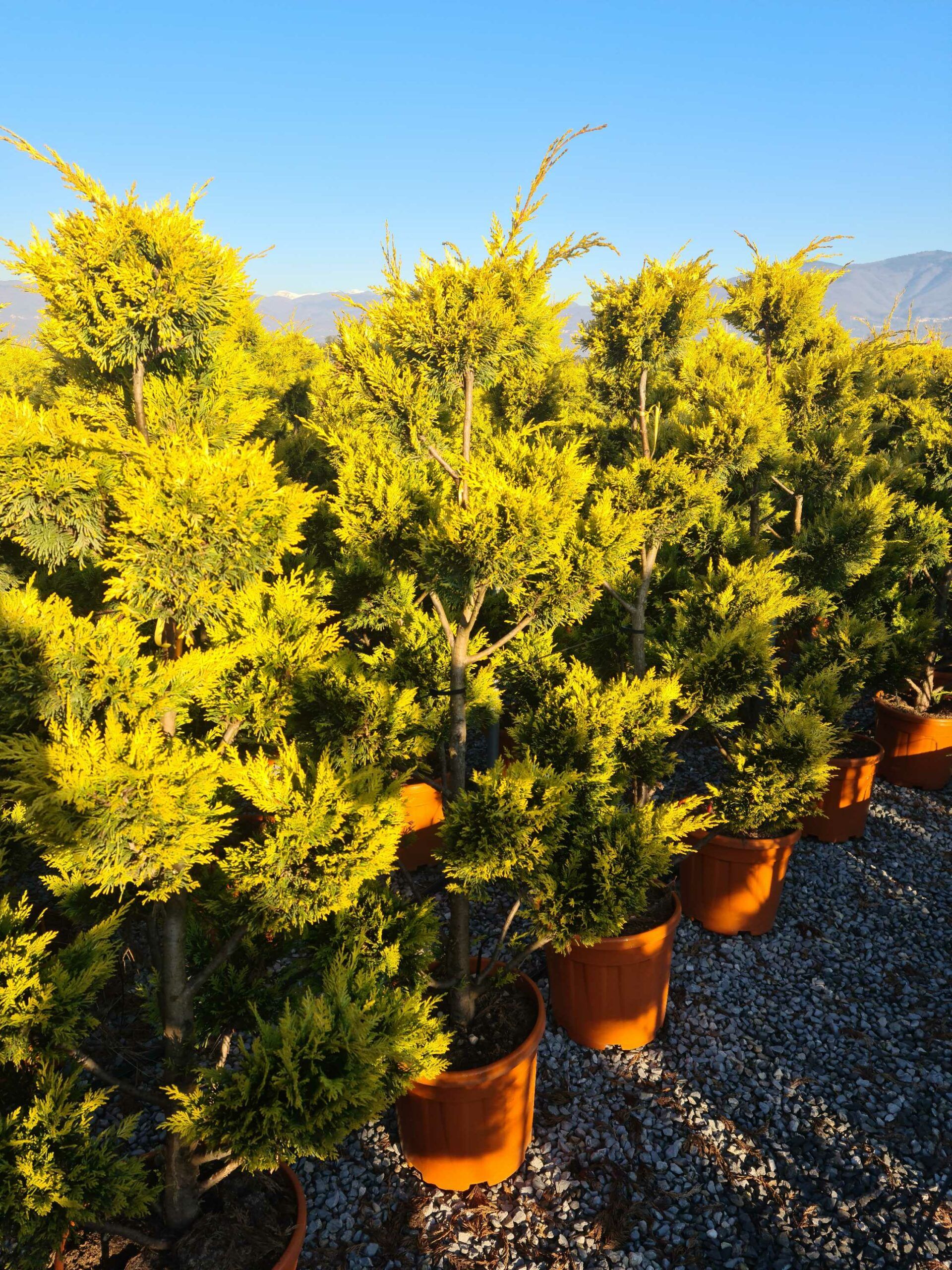 1639815624 scaled acf06c31