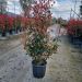 1680275709 photinia red robin clt18 125 150 scaled ac503d01