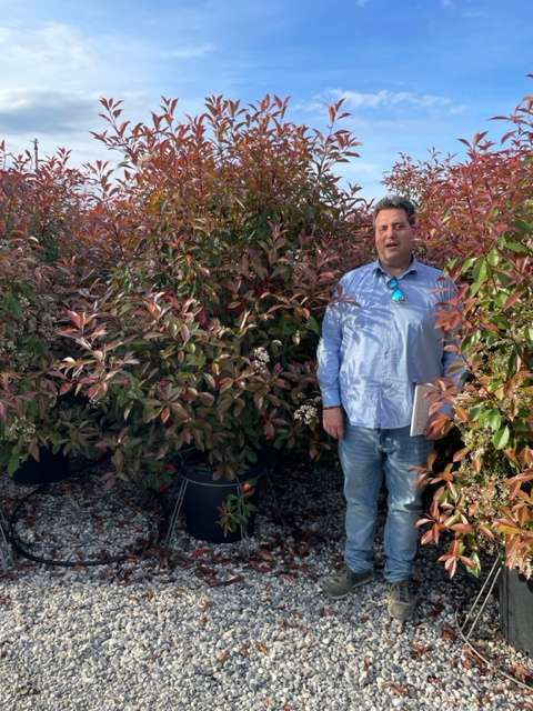 1682668605 Photinia red robin clt50 200 250 ac359feb