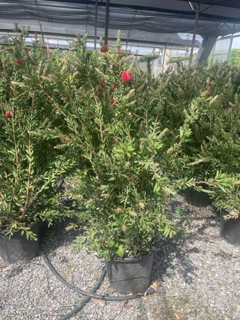 1683003250 CALLISTEMON C50 ac3695e3