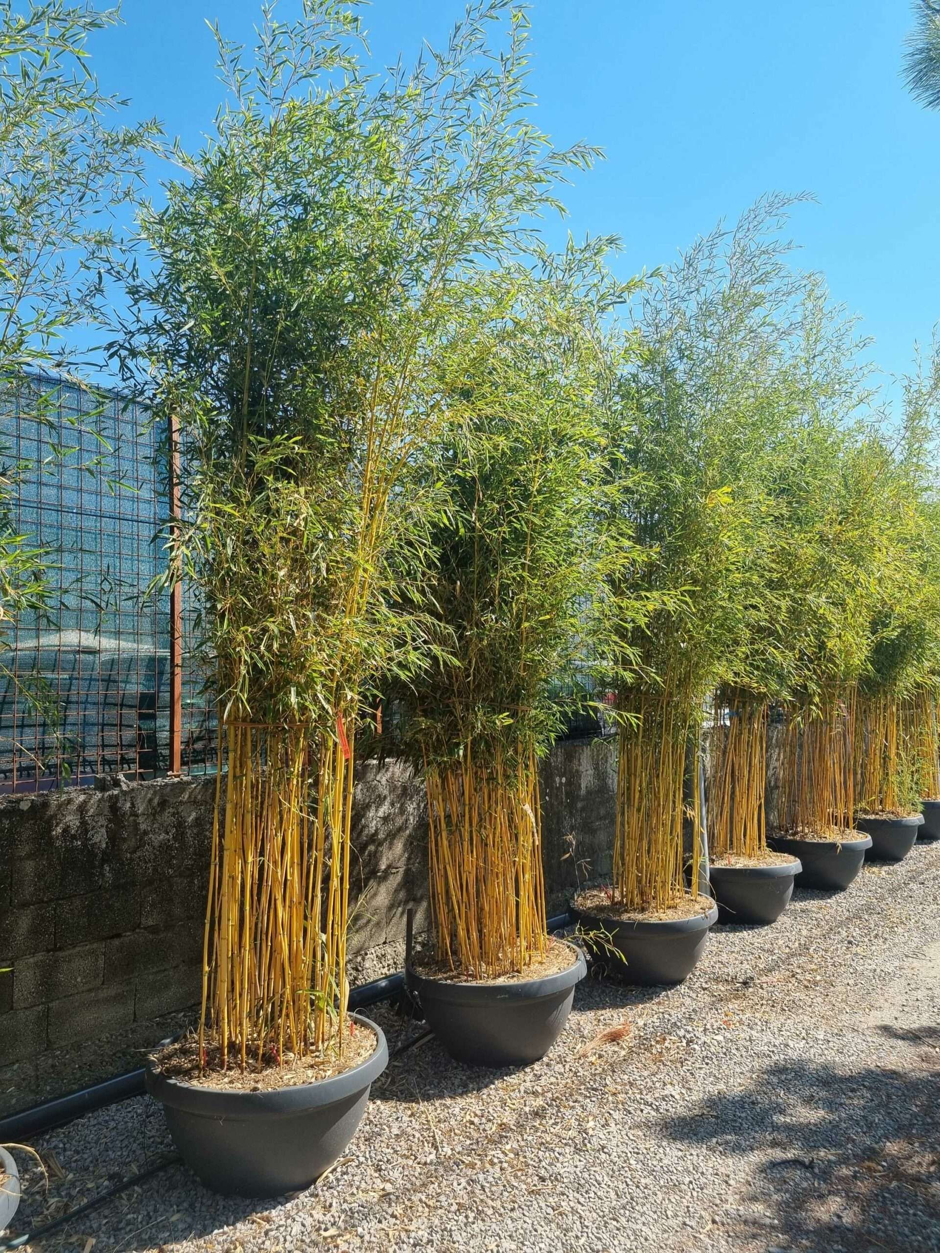 1692693848 scaled ac96ce6f