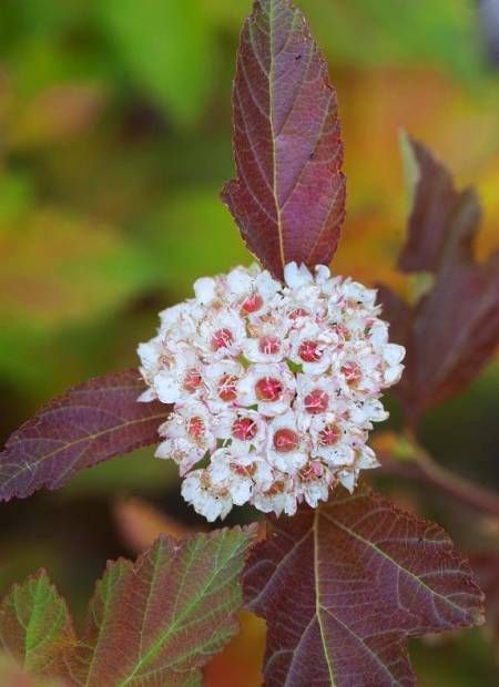 physocarpus amber jubilee 3 ac94341c