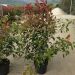 1610879086 photinia Fraseri RED ROBIN c18Lt addbaa6a