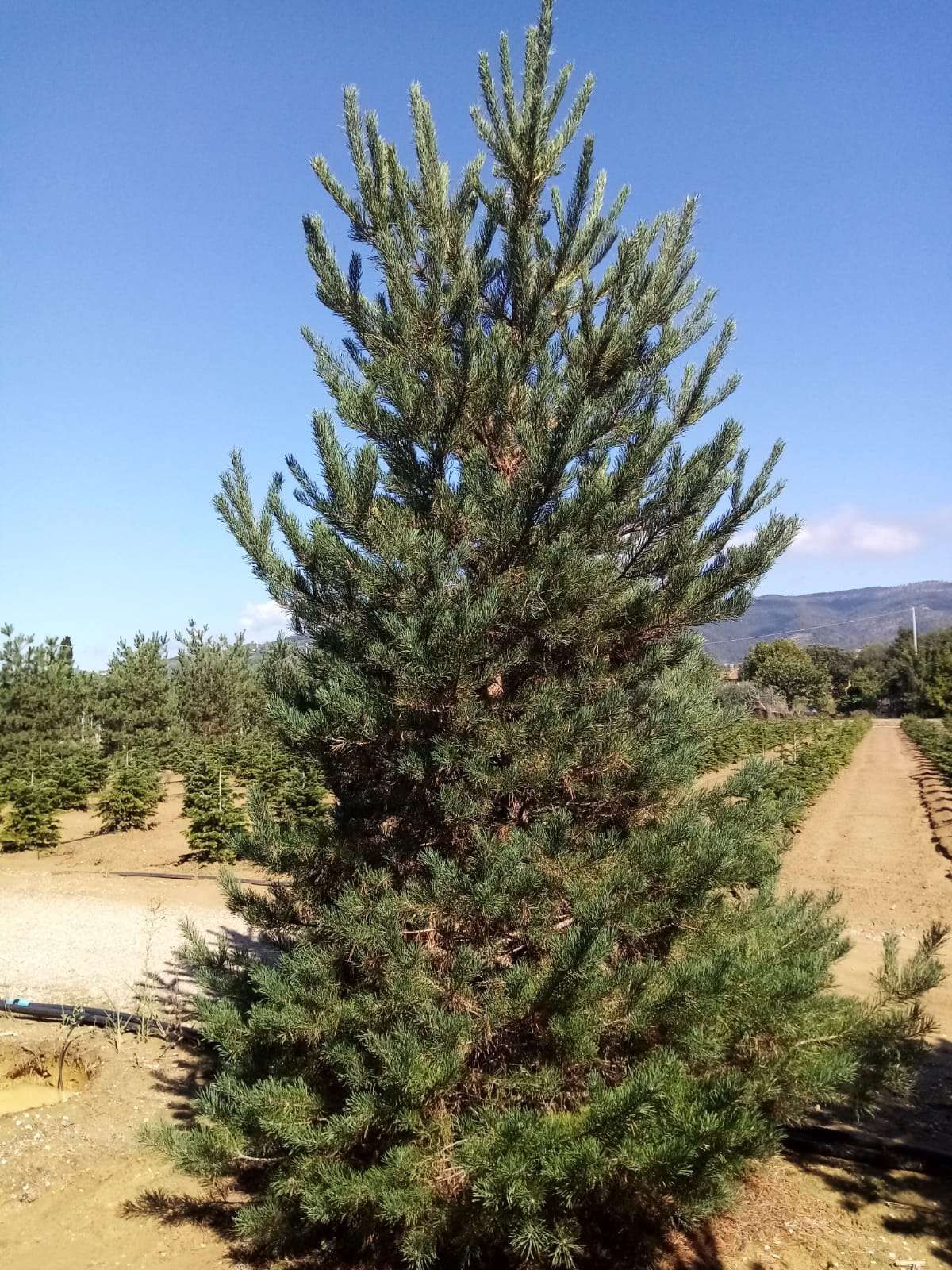 1611846387 2 pinus sylvestris 350 400 ad110674