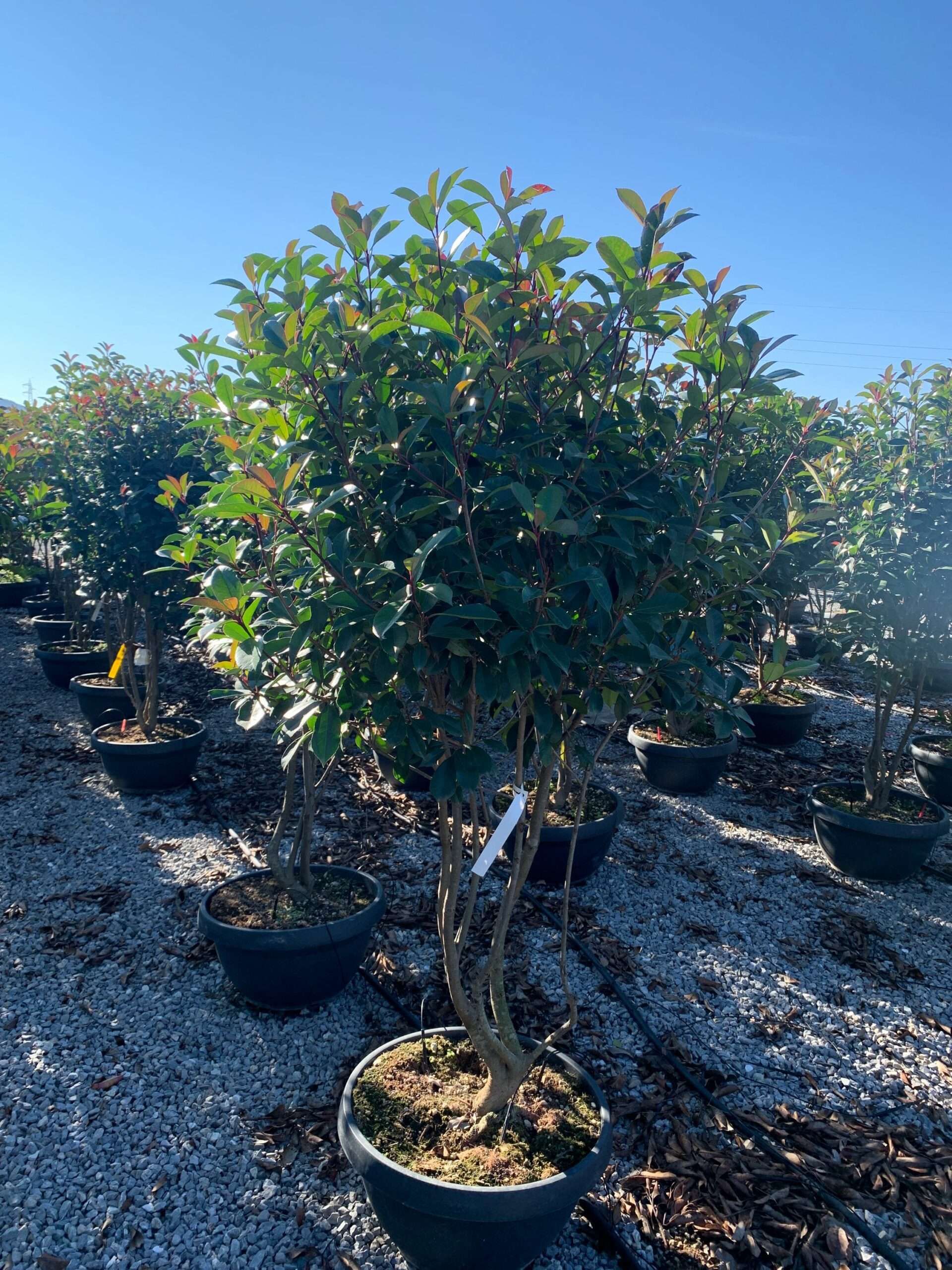 1637749233 scaled ad11444d