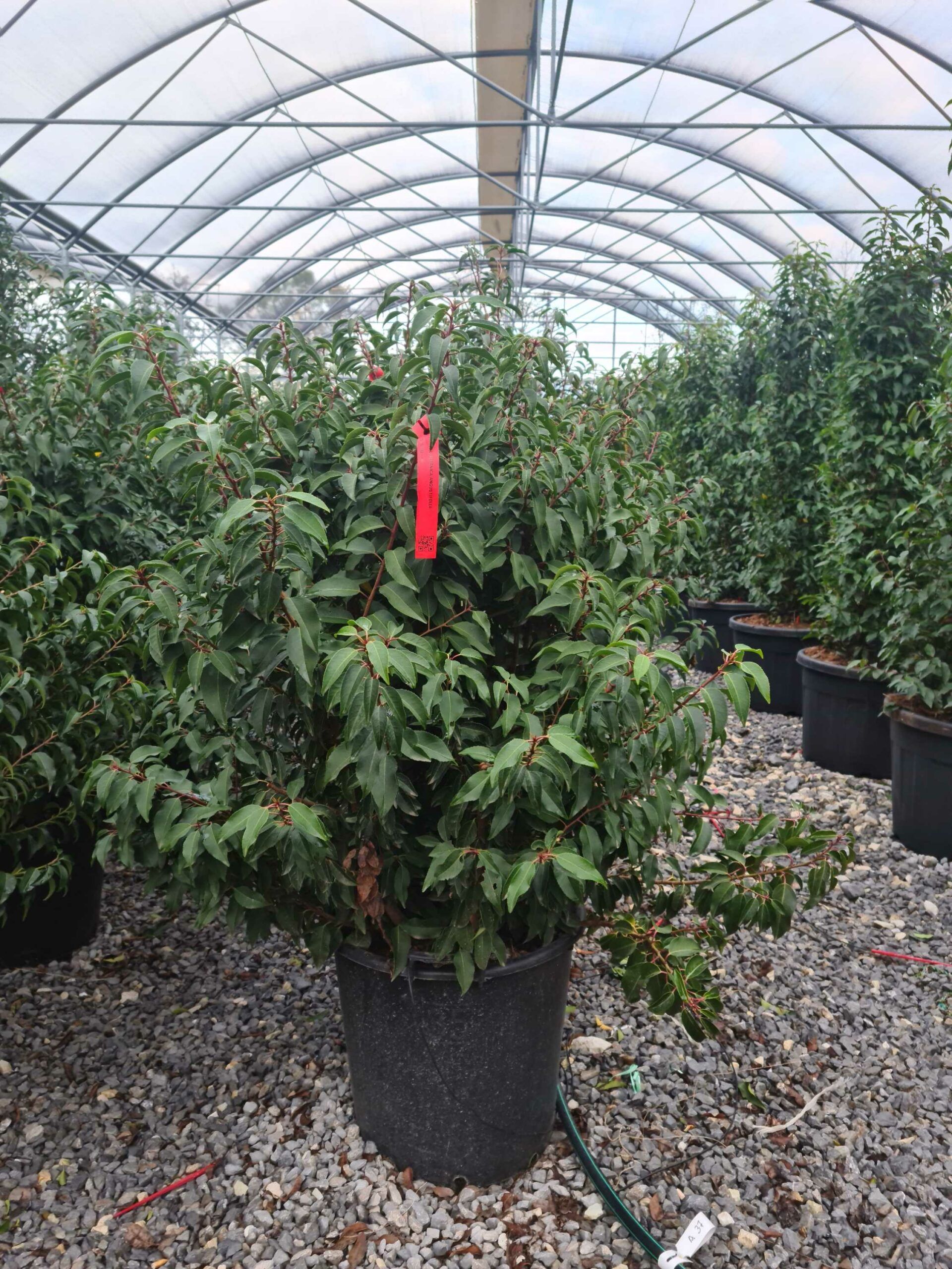 1640247809 scaled ada38635