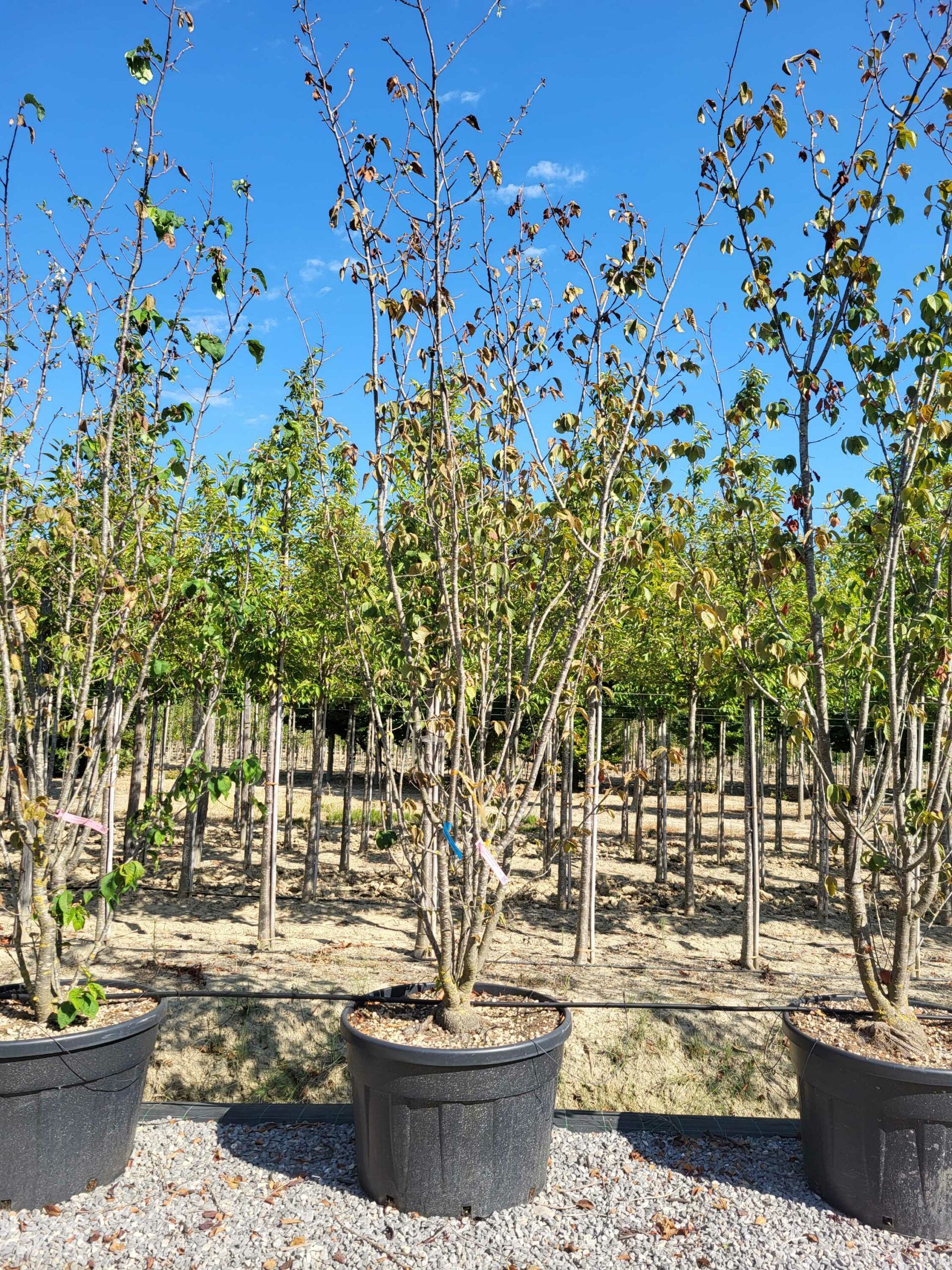 1692800797 scaled add5752f