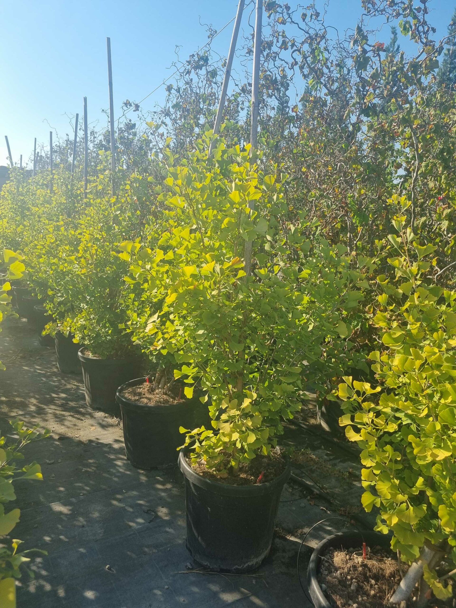 1694444428 scaled adee2c61