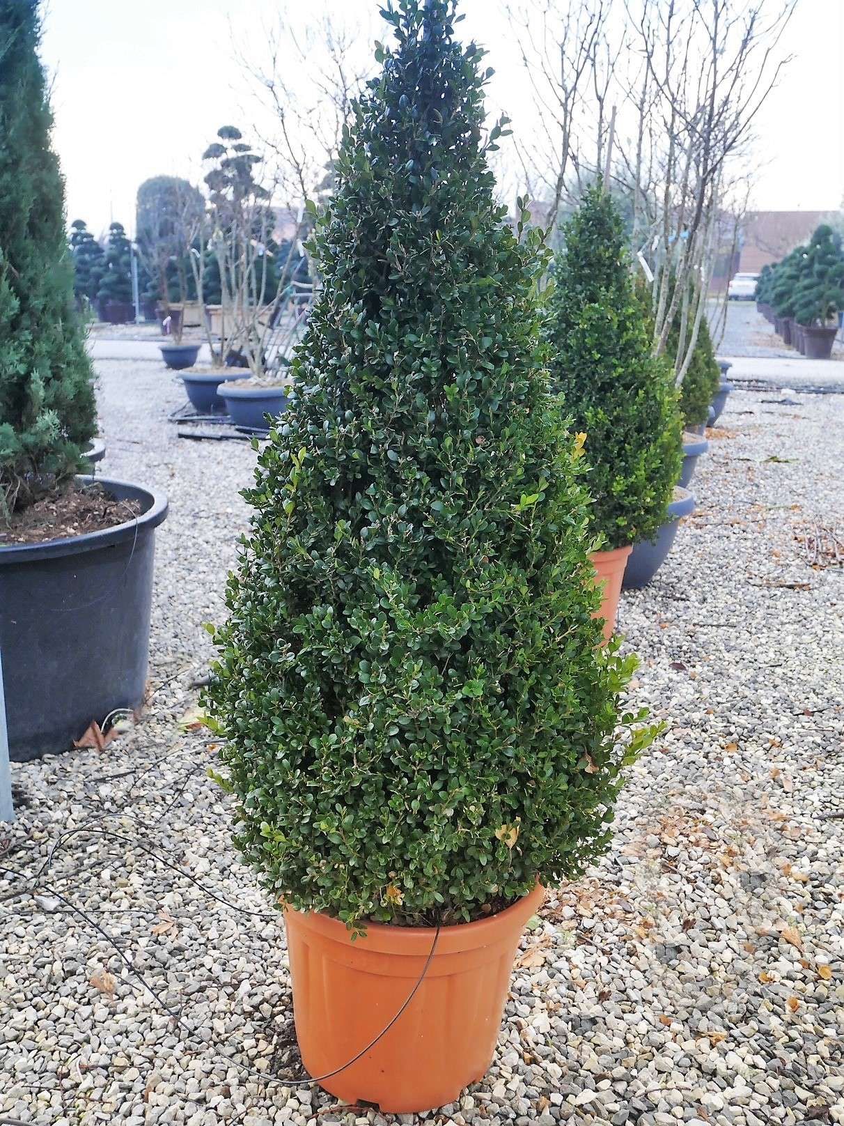 1614165311 5 Buxus microphylla Faulkner Clt 30 100 120 Cone 69 00 ae82fe0c