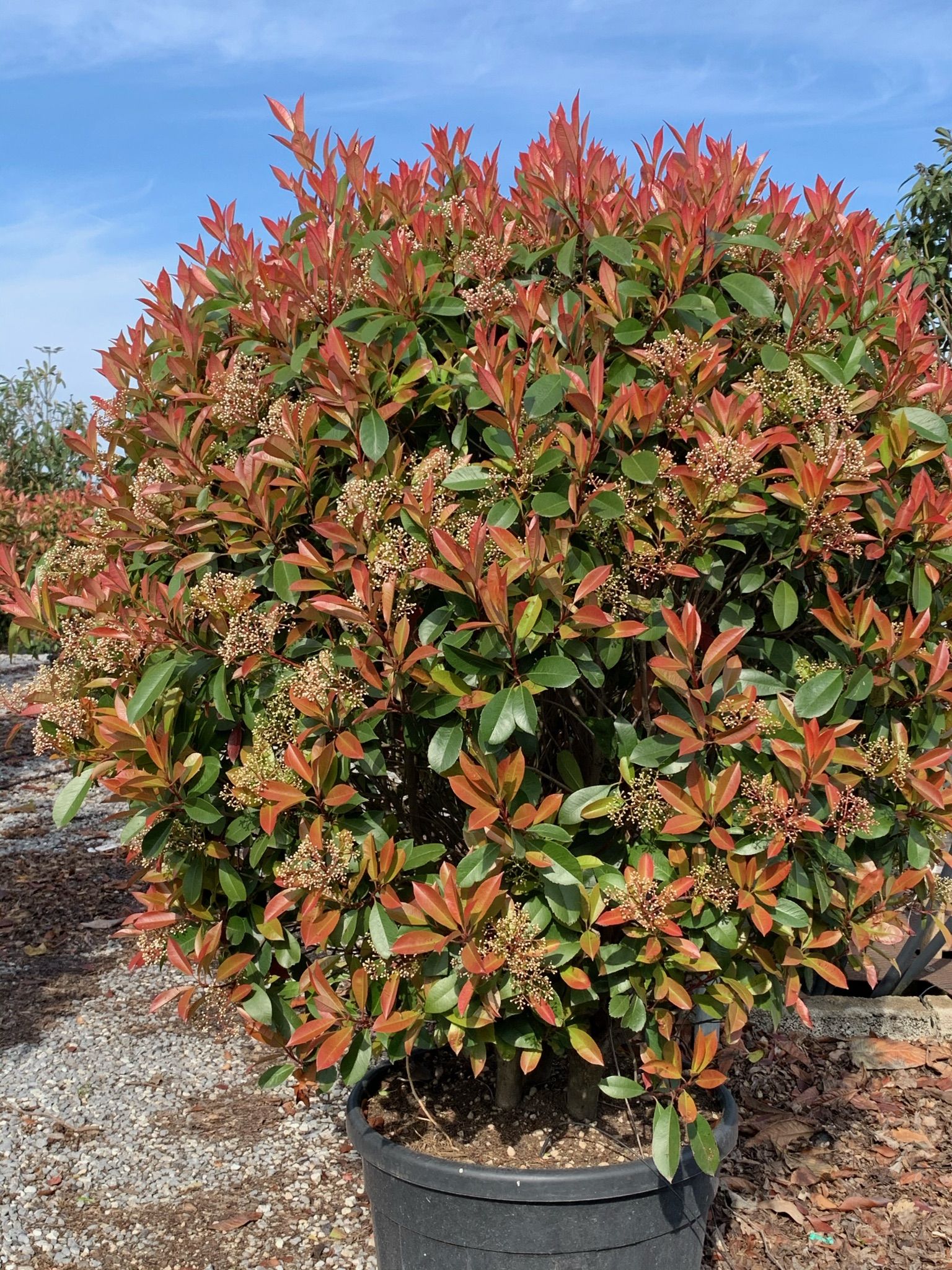 1618654105 015e5e0dda567c872e44bcb1991b91d4fdf8aea194 ae576c16