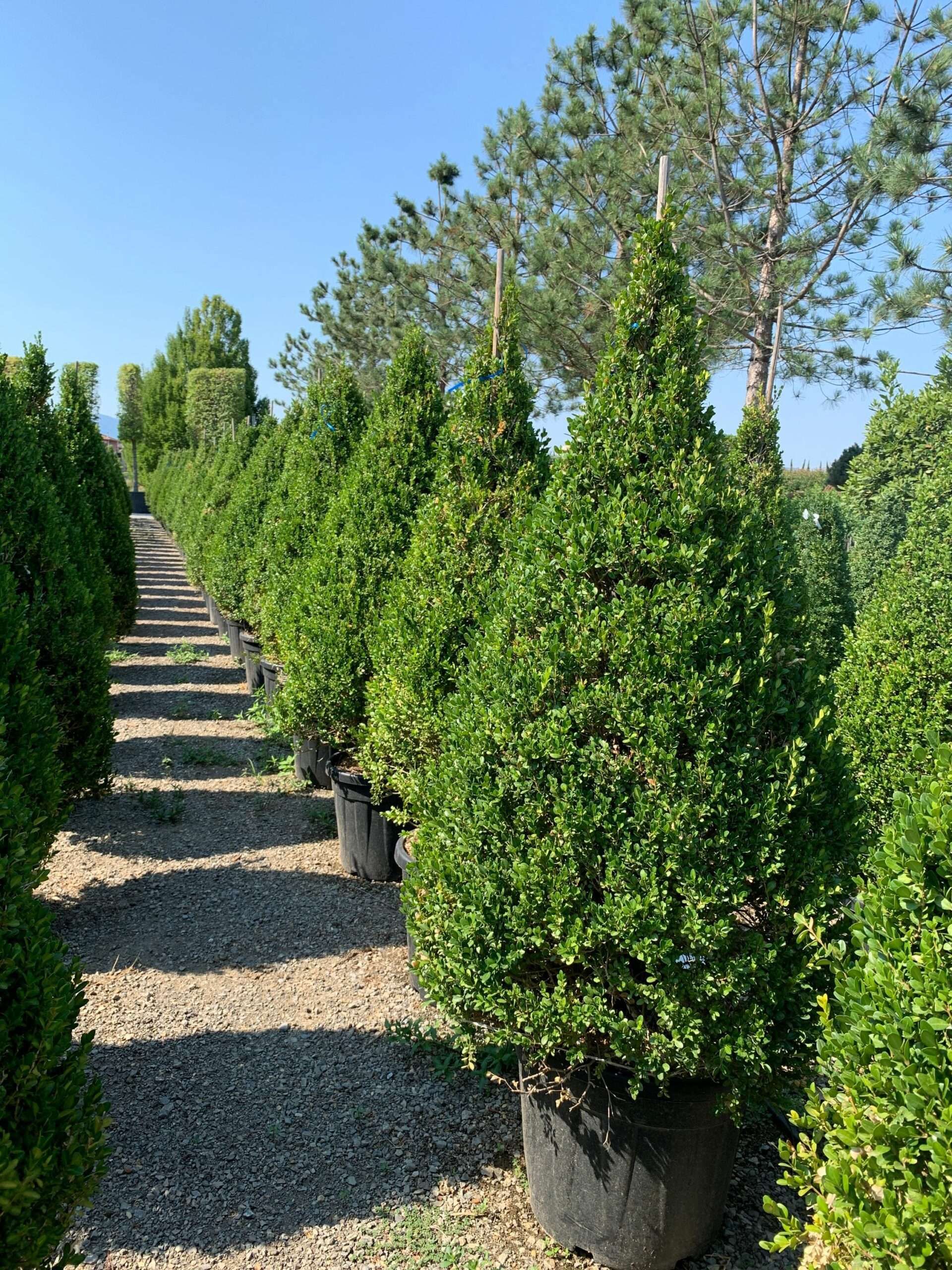 1658131991 scaled ae143d32