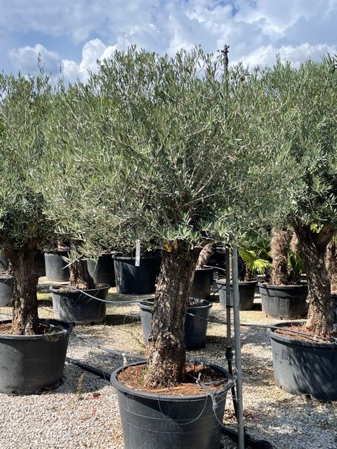 1661592356 olea 1 4std c180 60 70 art19 2 aefdd6bd