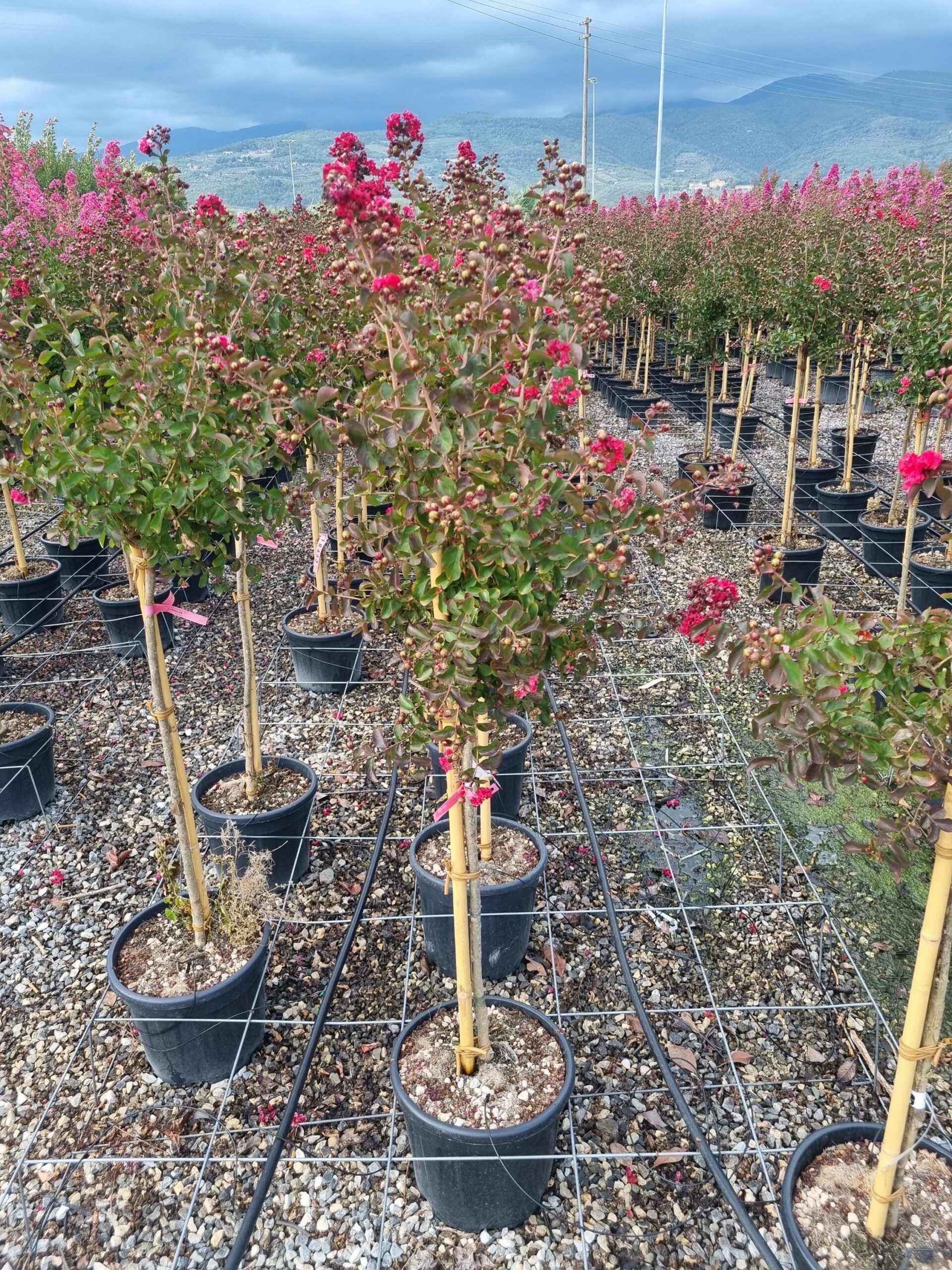 1663169707 scaled aeecb436