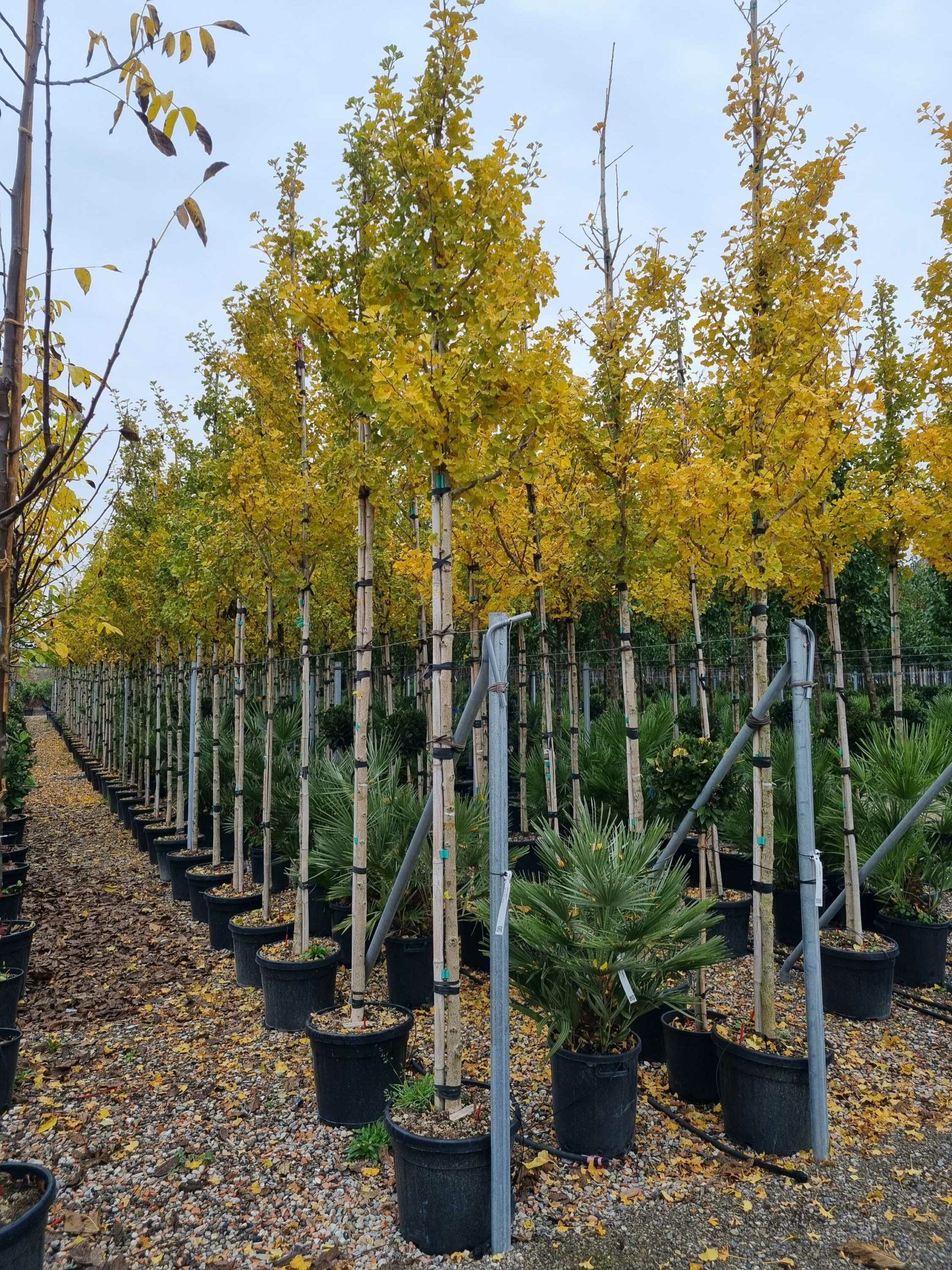 1668501287 scaled ae2600b9