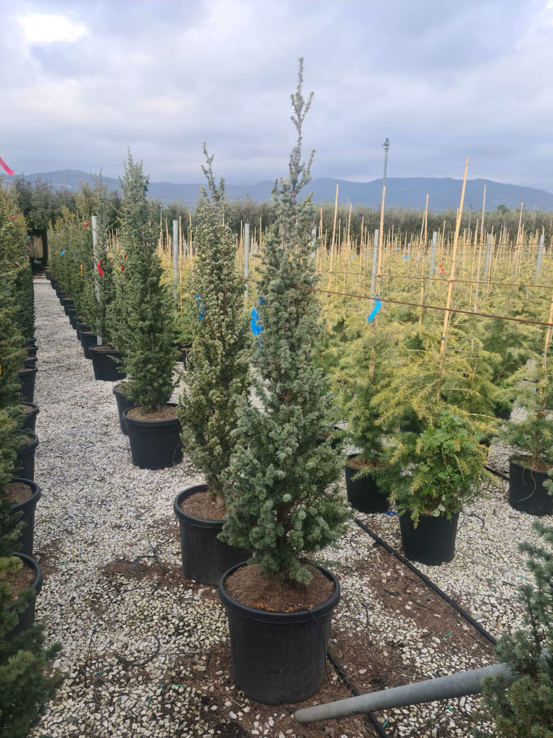 1675434930 scaled ae3bea67