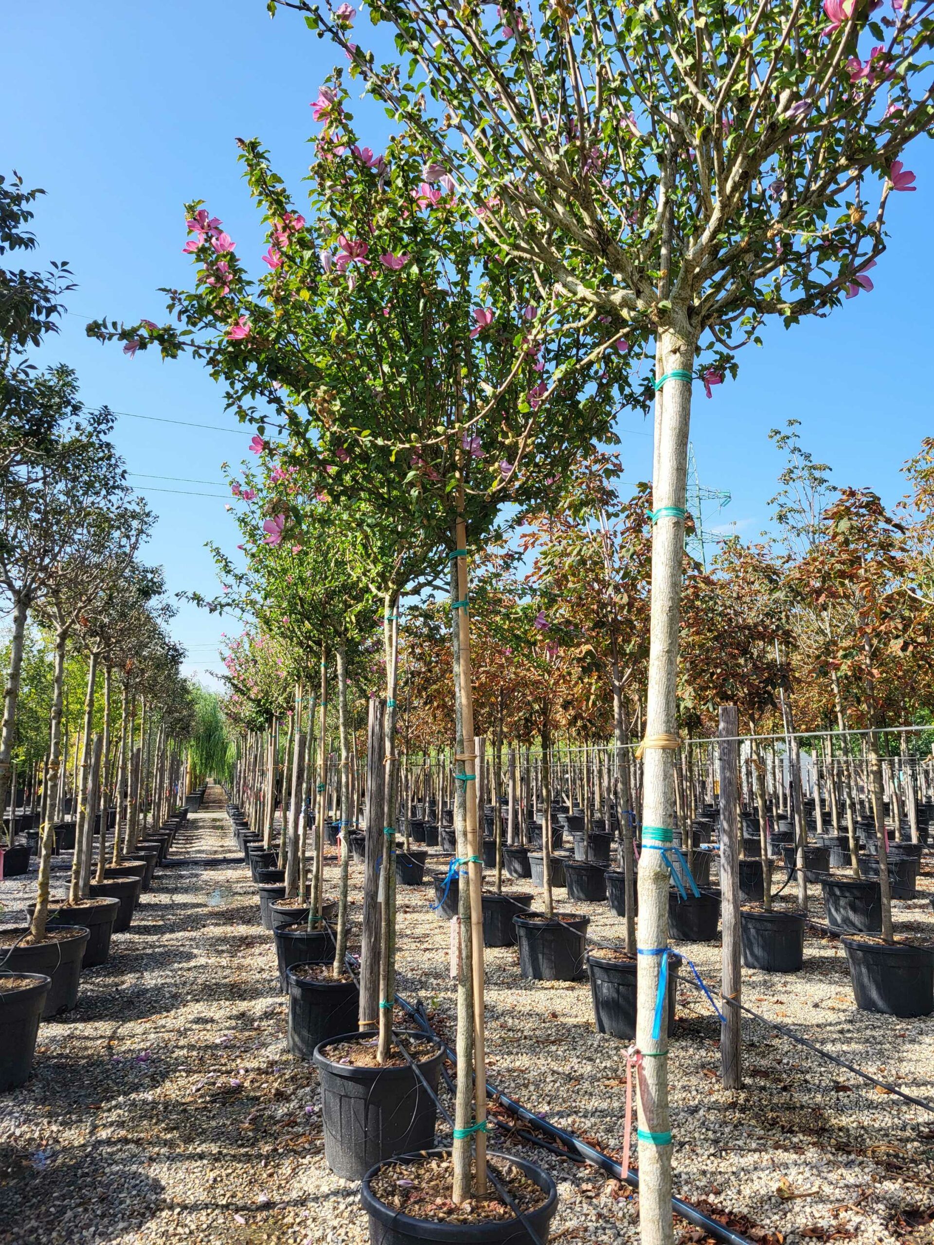 1694679553 scaled ae1ba35d