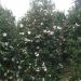 1612438932 Camellia sasanqua 3mt 1 af17da74