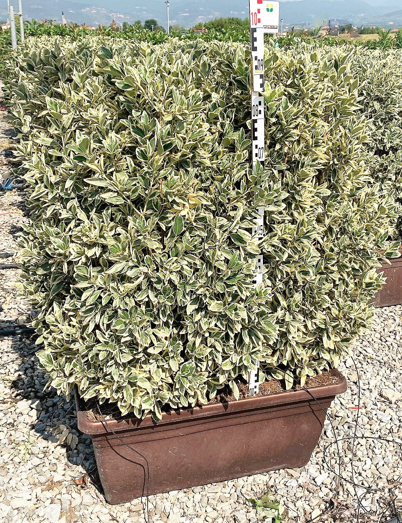1614160574 9 Euonymus japonicus Bravo Jardini re 60 55 00 af71efad