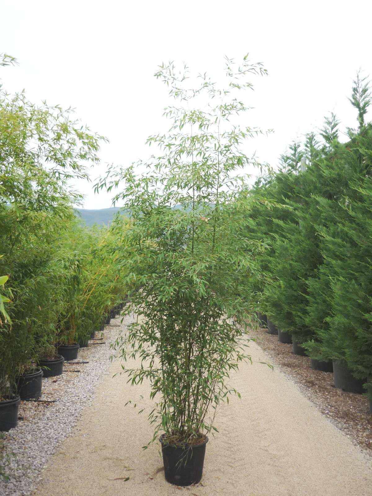 1617012048 Bambusa Nigra c35 250 300 1 af7820ce