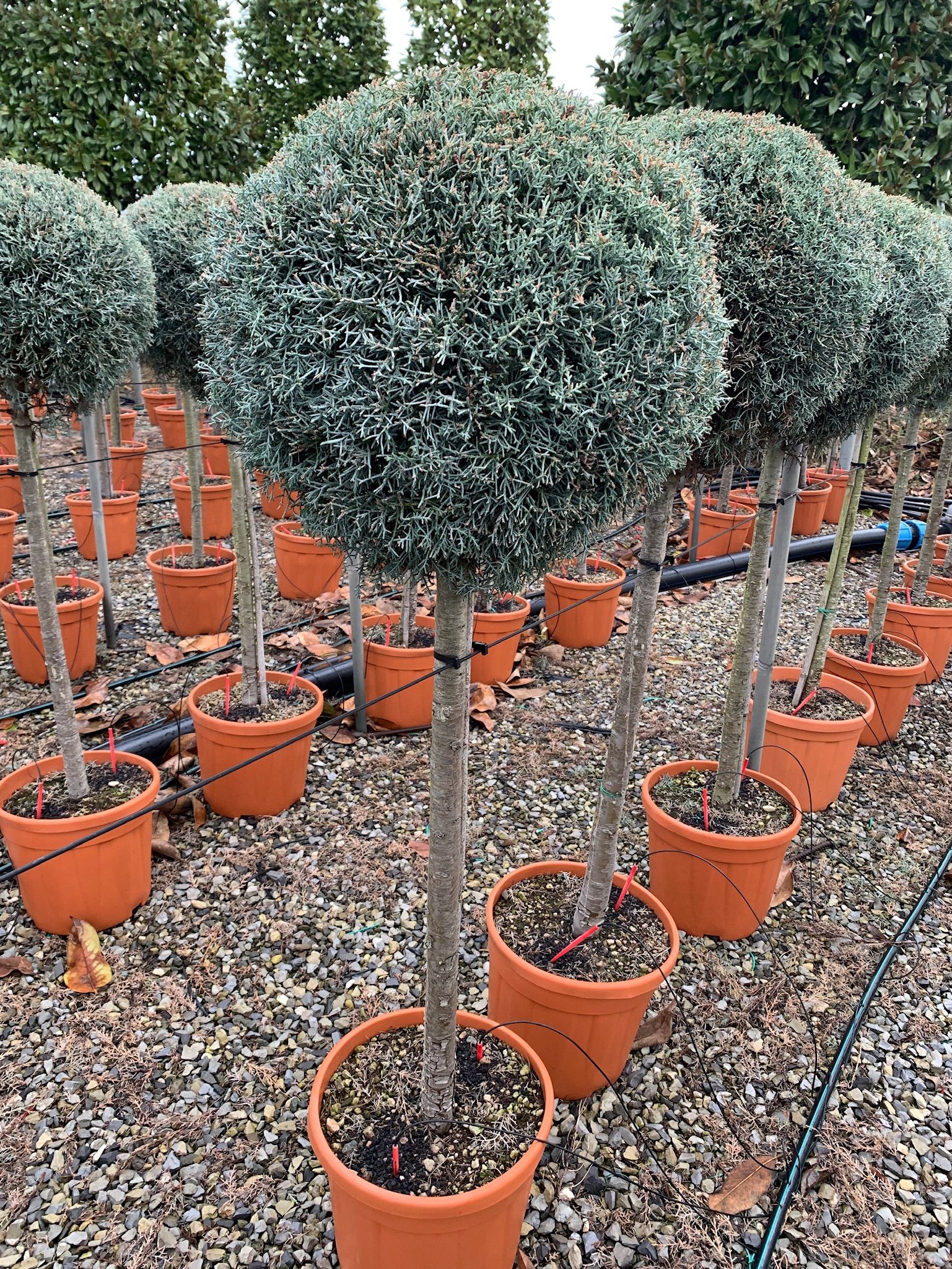 1614159646 a14 Cupressus arizonica Fastigiata Clt 18 25 Demitige 040 050 31 50 b0a34f22