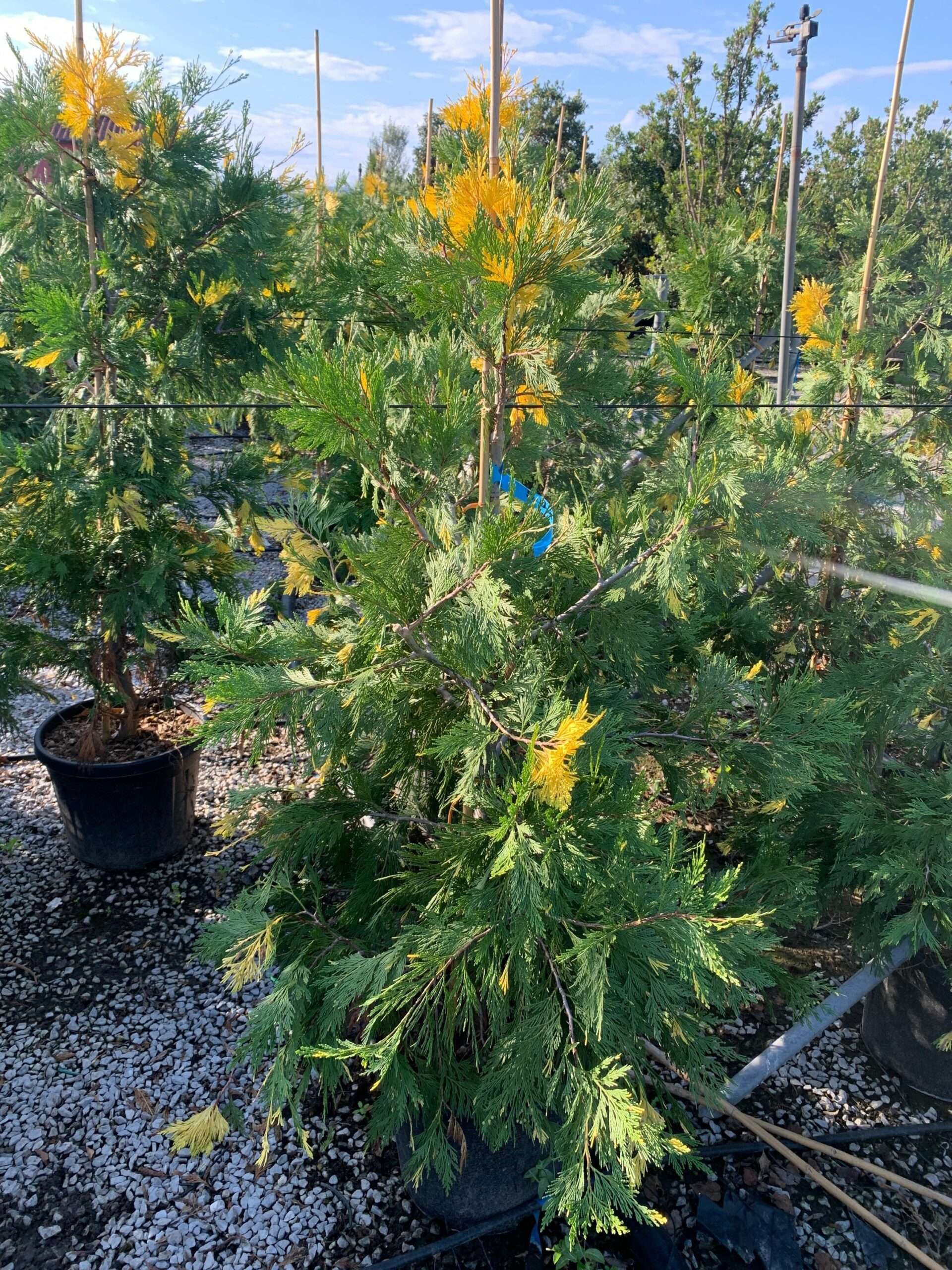 1635321362 scaled b0e74c95