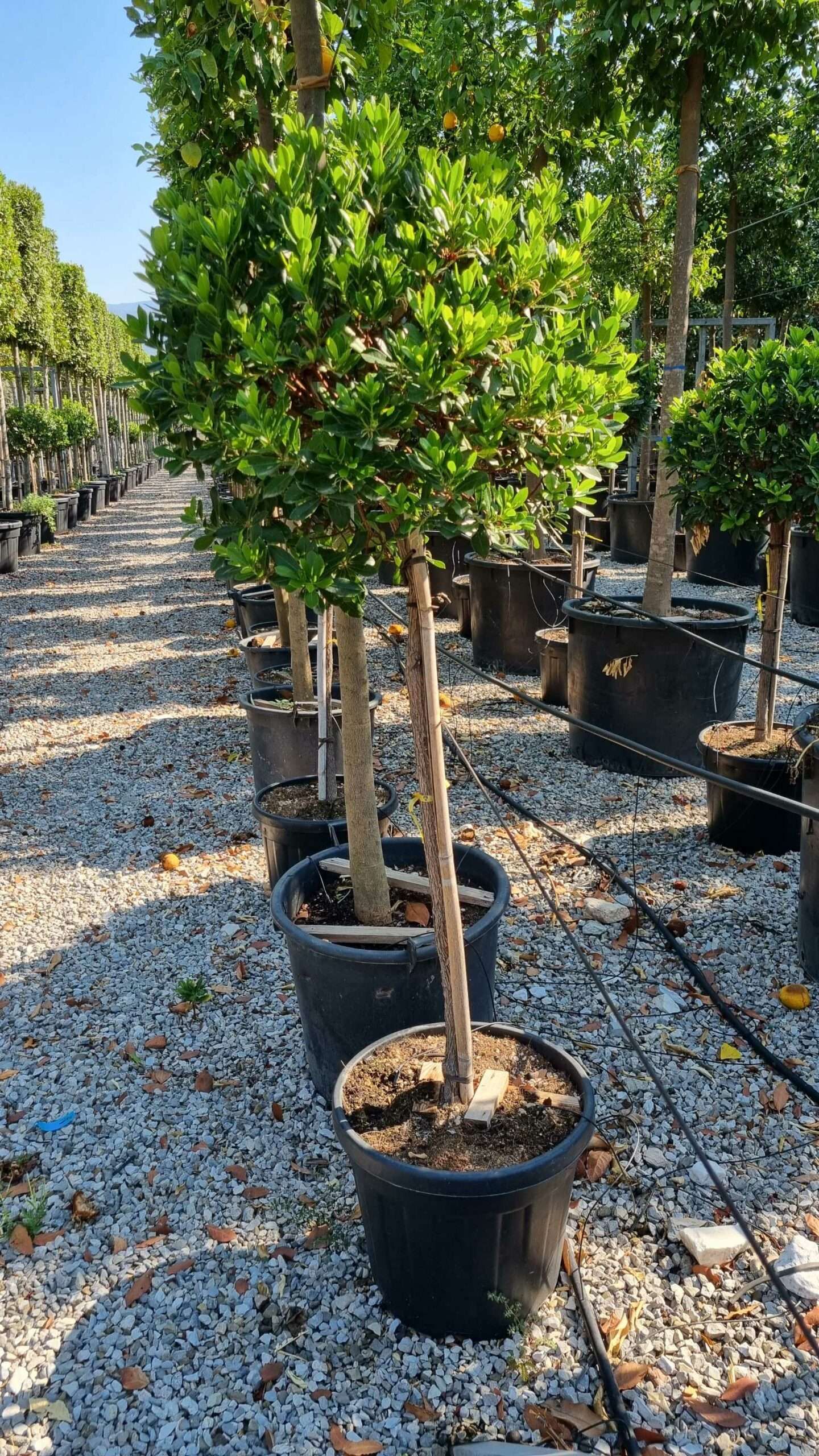 1658474931 scaled b0db2bc8