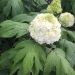 Hydrangea quercifolia TARA 5 b0bc5bf1