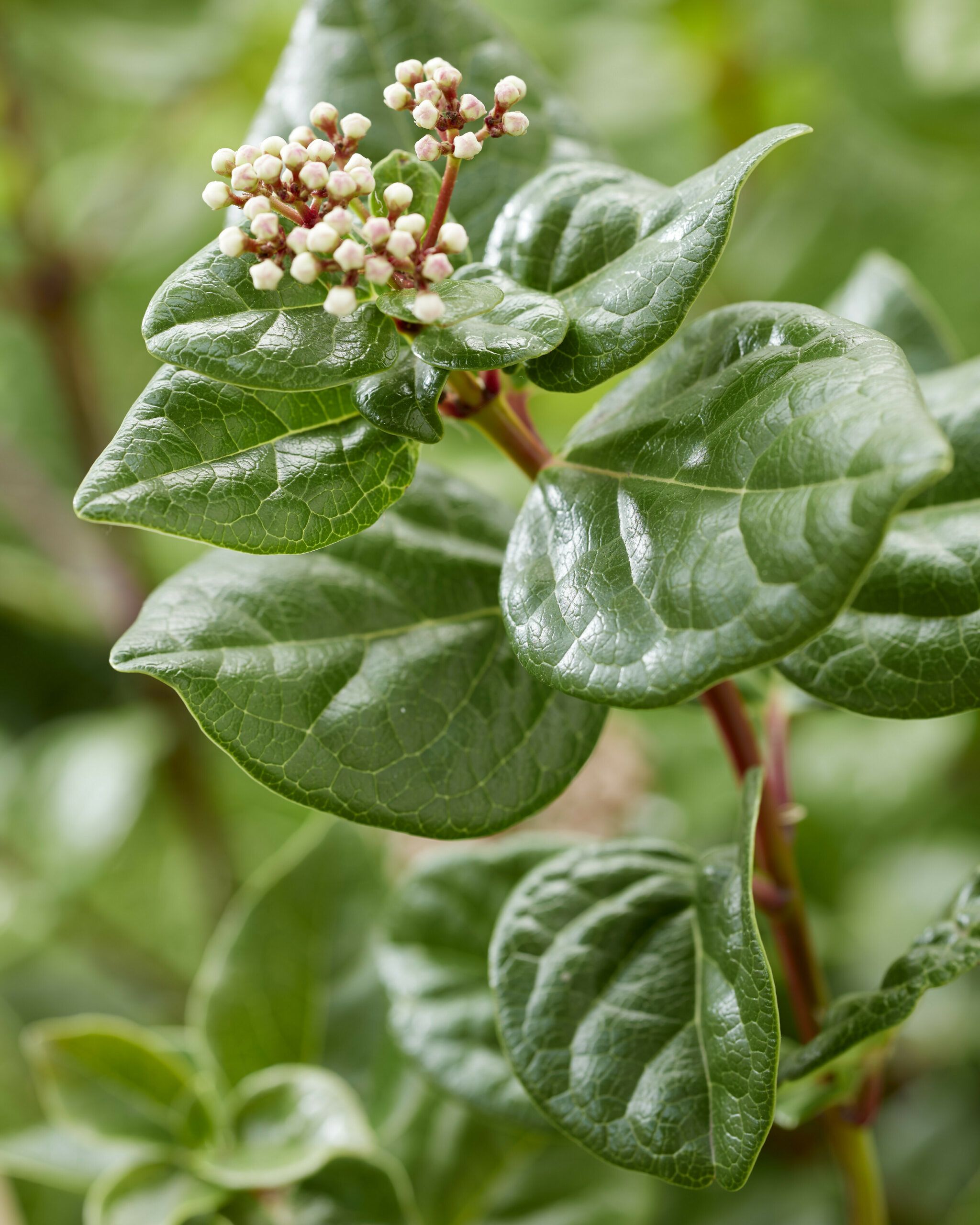 Viburnum Rock n Rolla 14 scaled b0a164f2