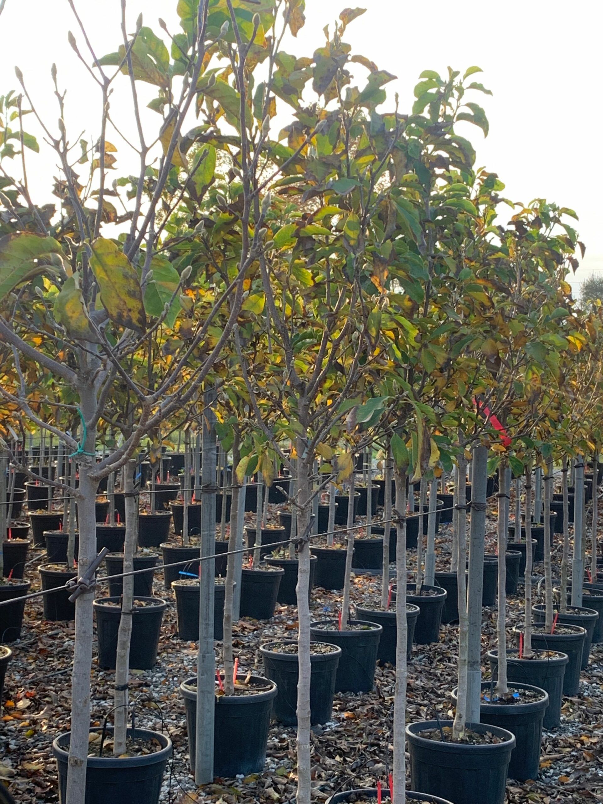 1636641998 scaled b1dee59d