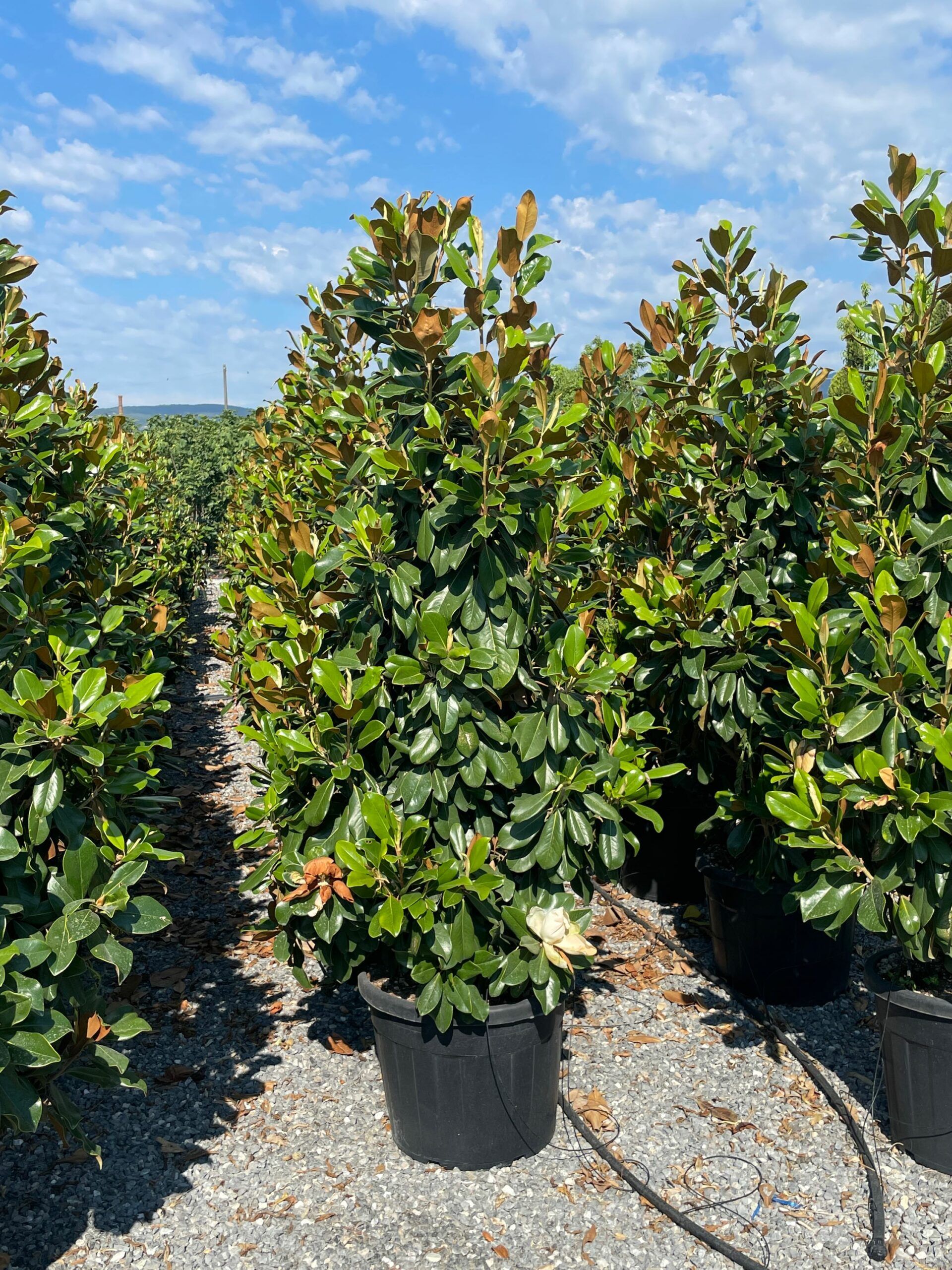 1660291567 scaled b1a14686