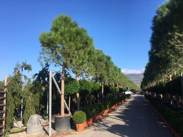 1661589472 Pinus PInea c300 5 6M 40 45 b168ee59