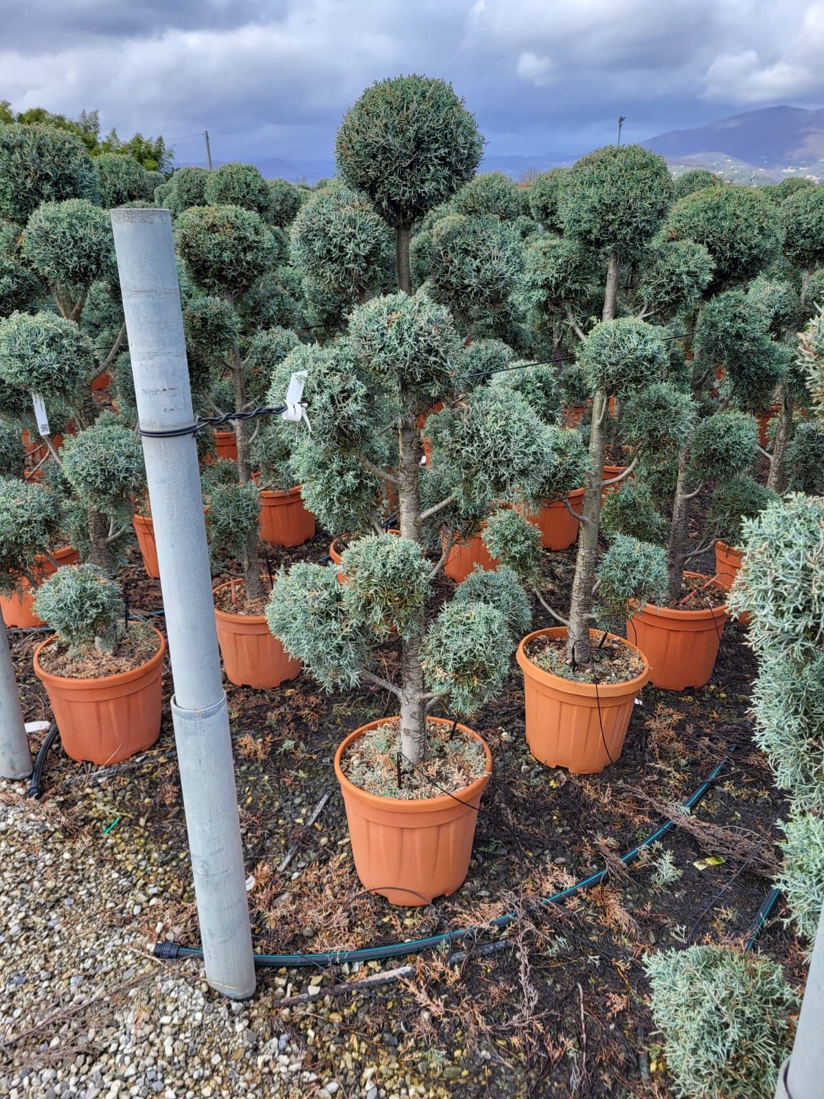 1680621268 cup ariz fast pompons b16dbea5