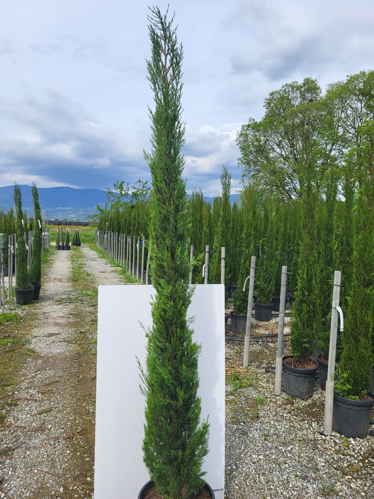 1682838784 175 200 b11e9ca5