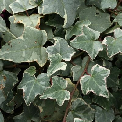 HEDERA helix 'Glacier'