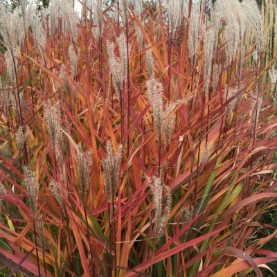 MISCANTHUS sinensis 'Purpurescens'