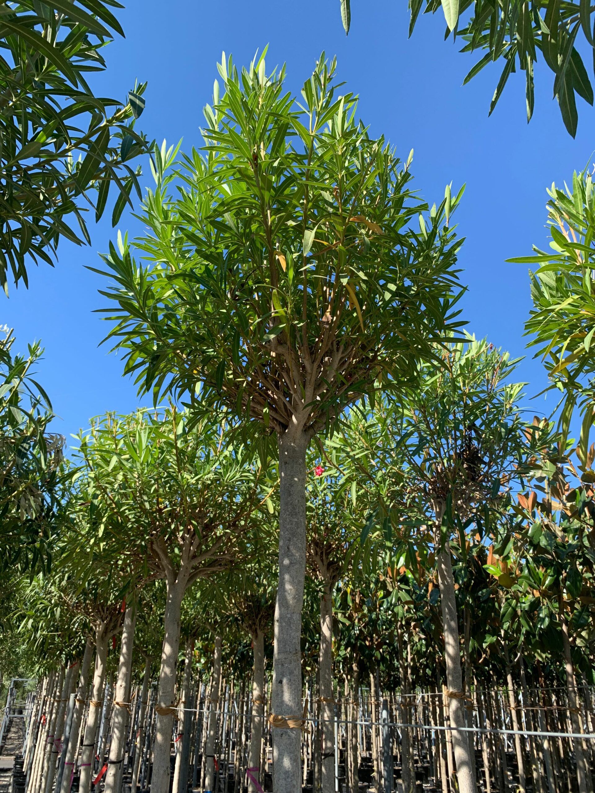 1657897795 scaled b2dd6463