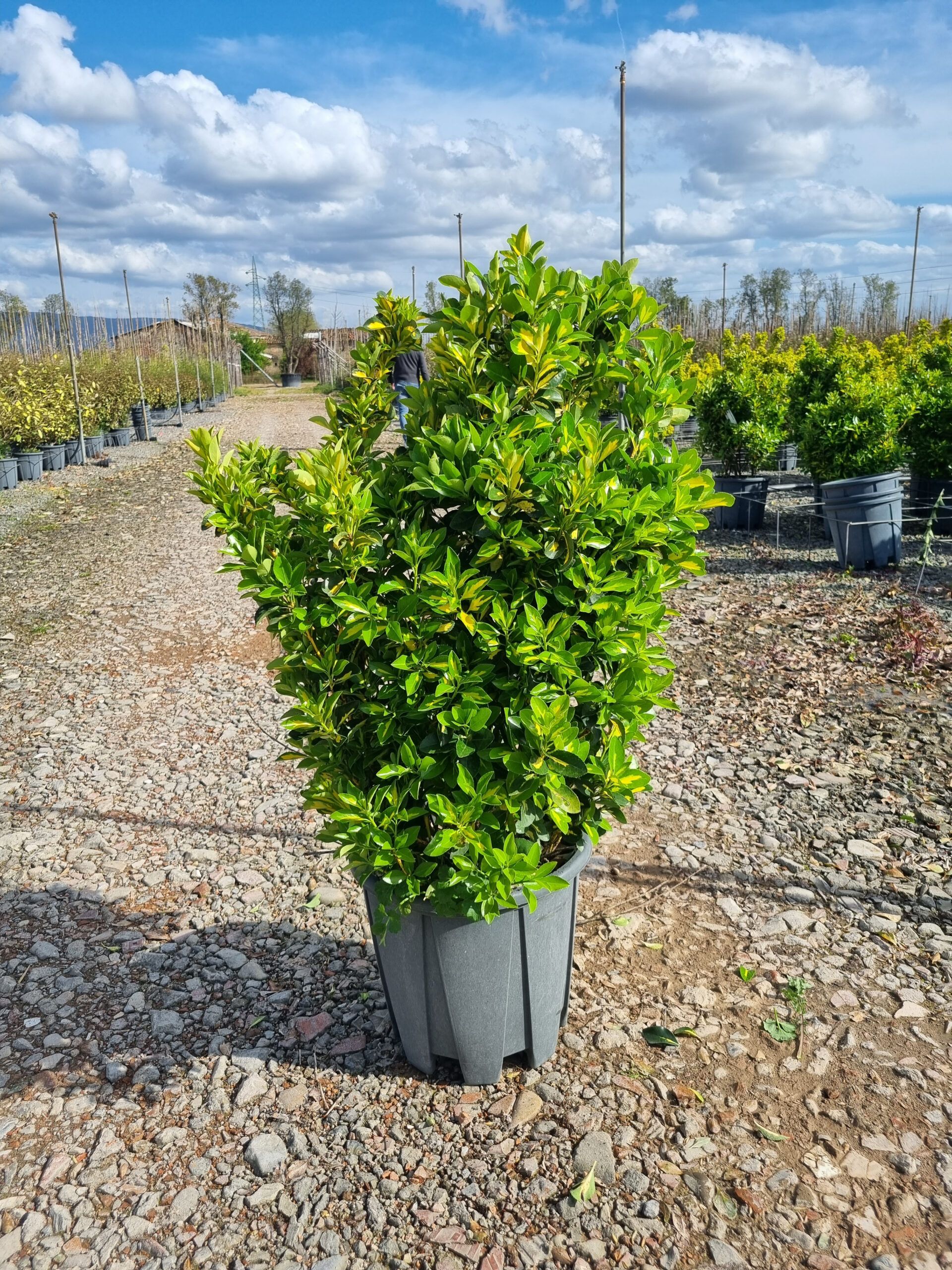 1680275704 Euonymus Aureopictus cllt18 080 100 scaled b264ef62