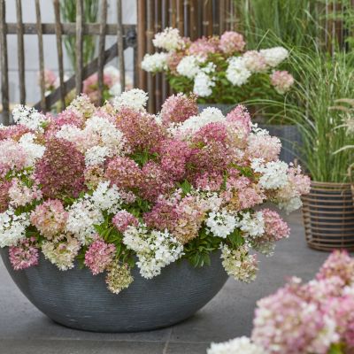 HYDRANGEA paniculata 'Groundbreaker ® Blush'