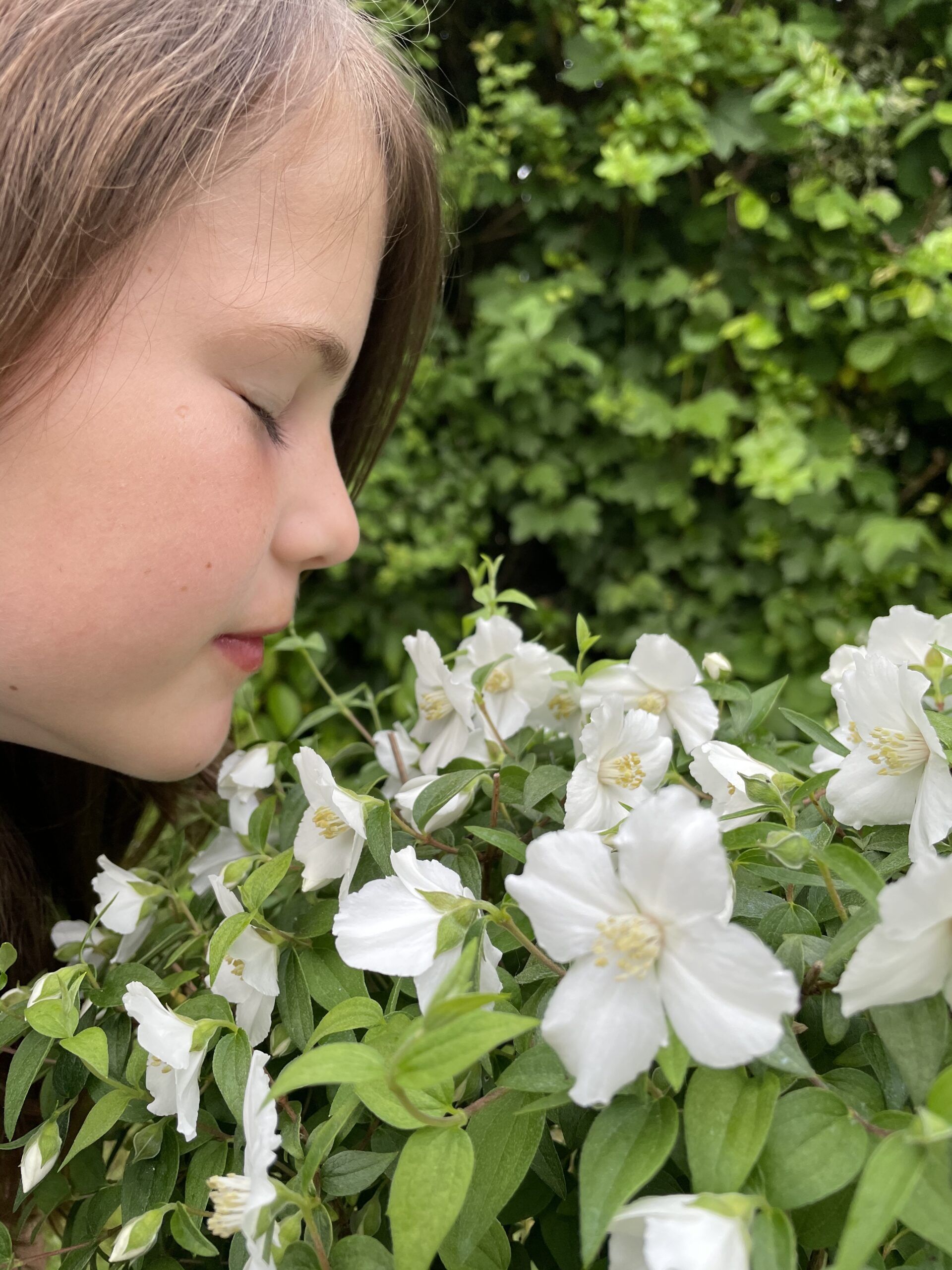 PHILADELPHUS 'Petite Perfume White' ®
