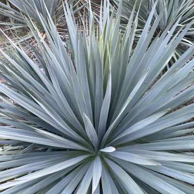 YUCCA rostrata 'French Flag'