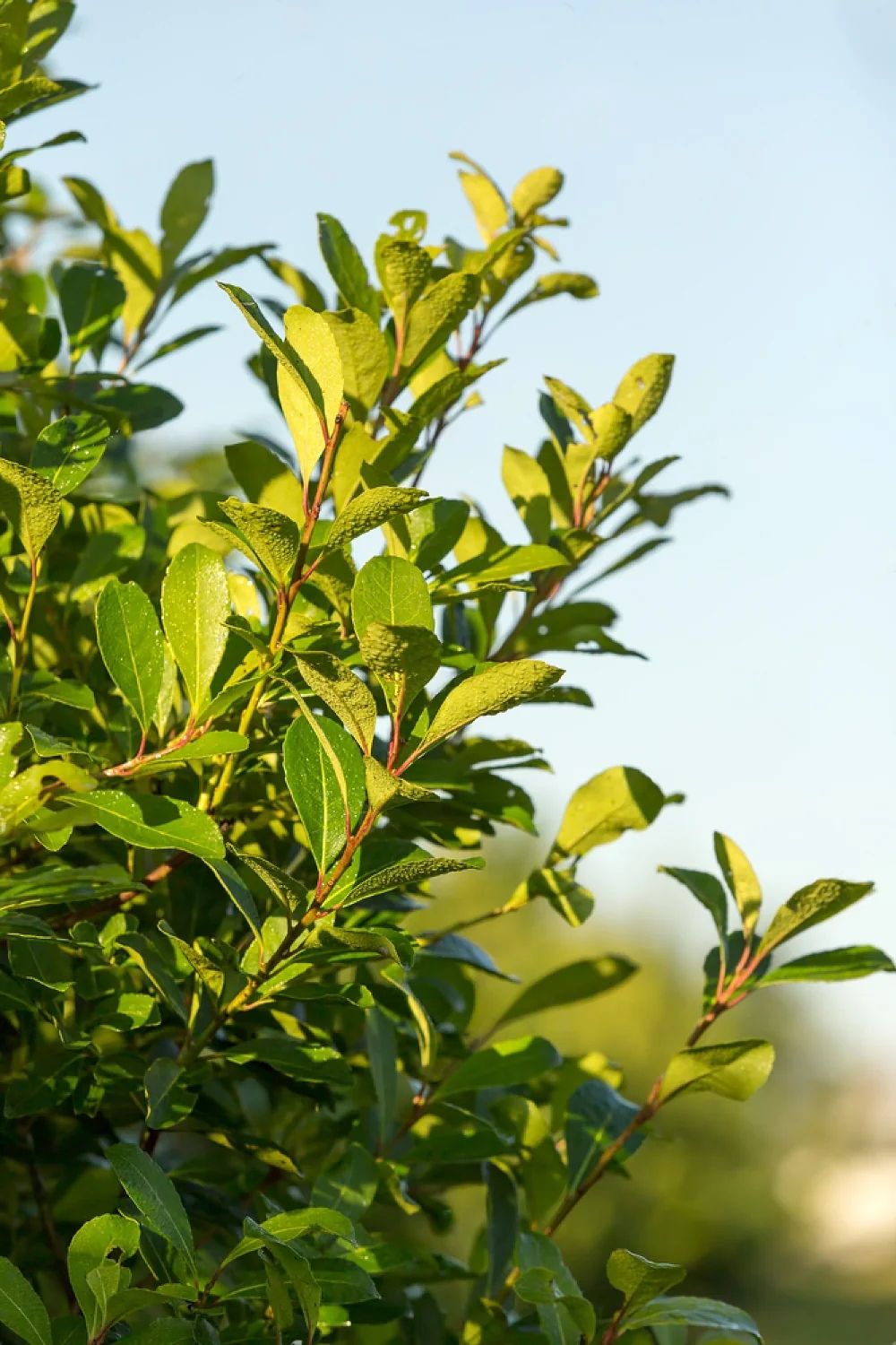 ILEX paraguariensis 'Garden 2 Cup' ®
